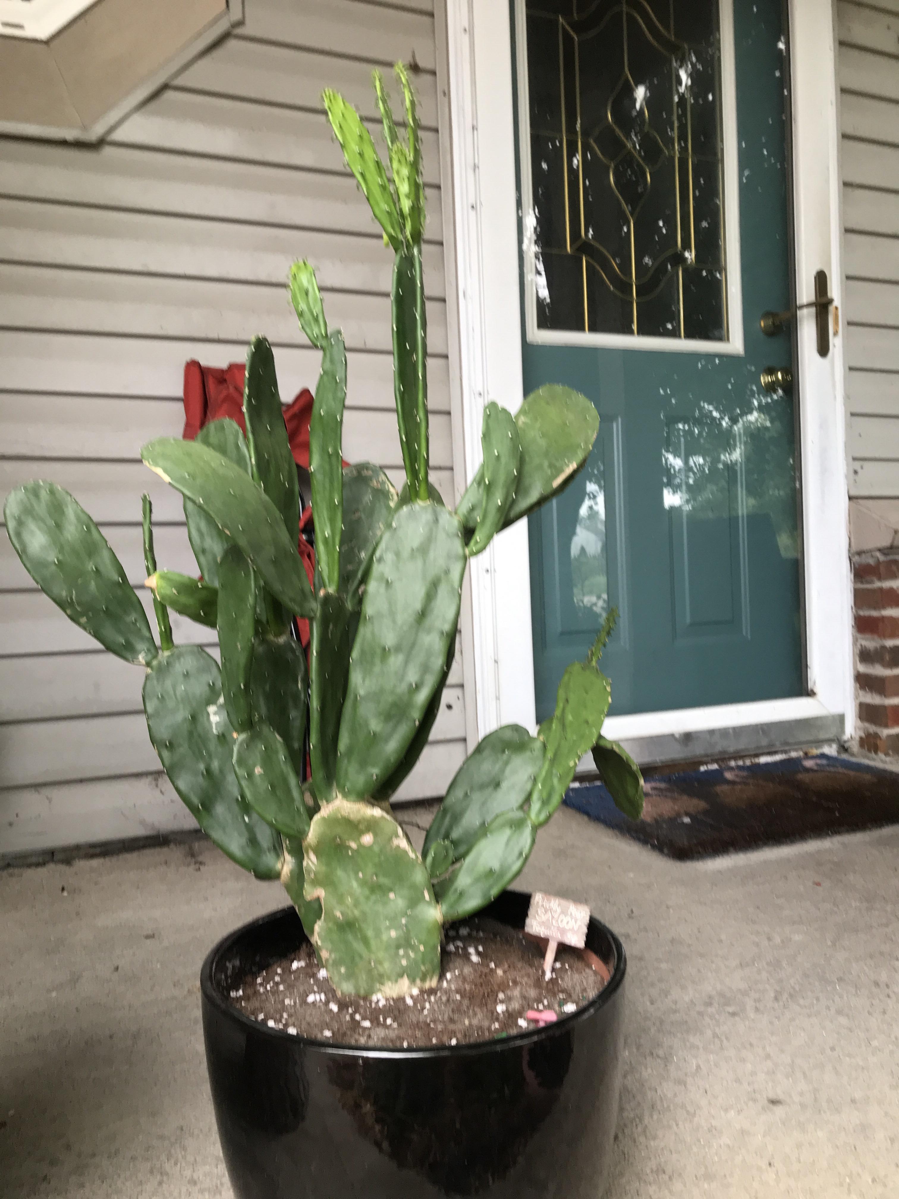 The right side of my prickly pear is starting to droop a lot. What