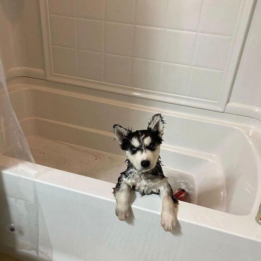 Looks like someone doesn't like bath time / r/HuskyTantrums