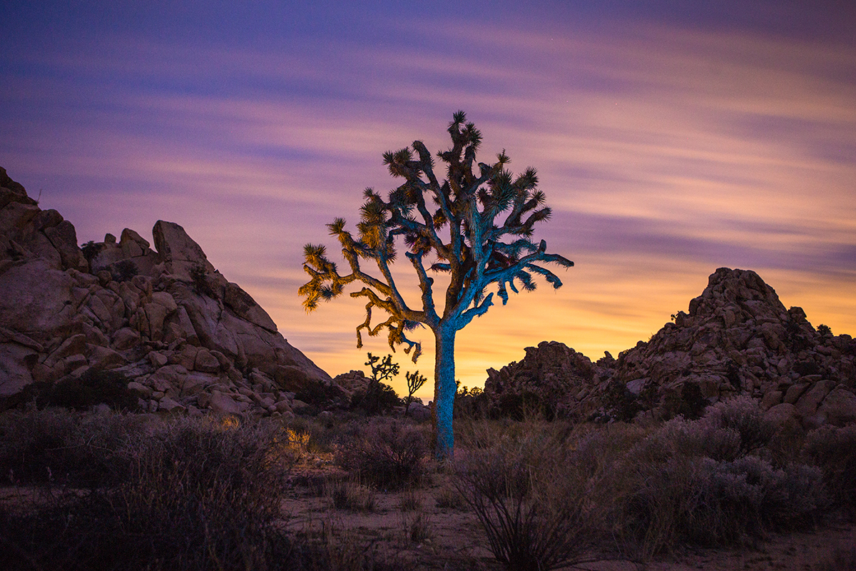 Colorful Joshua Tree [1200x800][OC] r/ExposurePorn