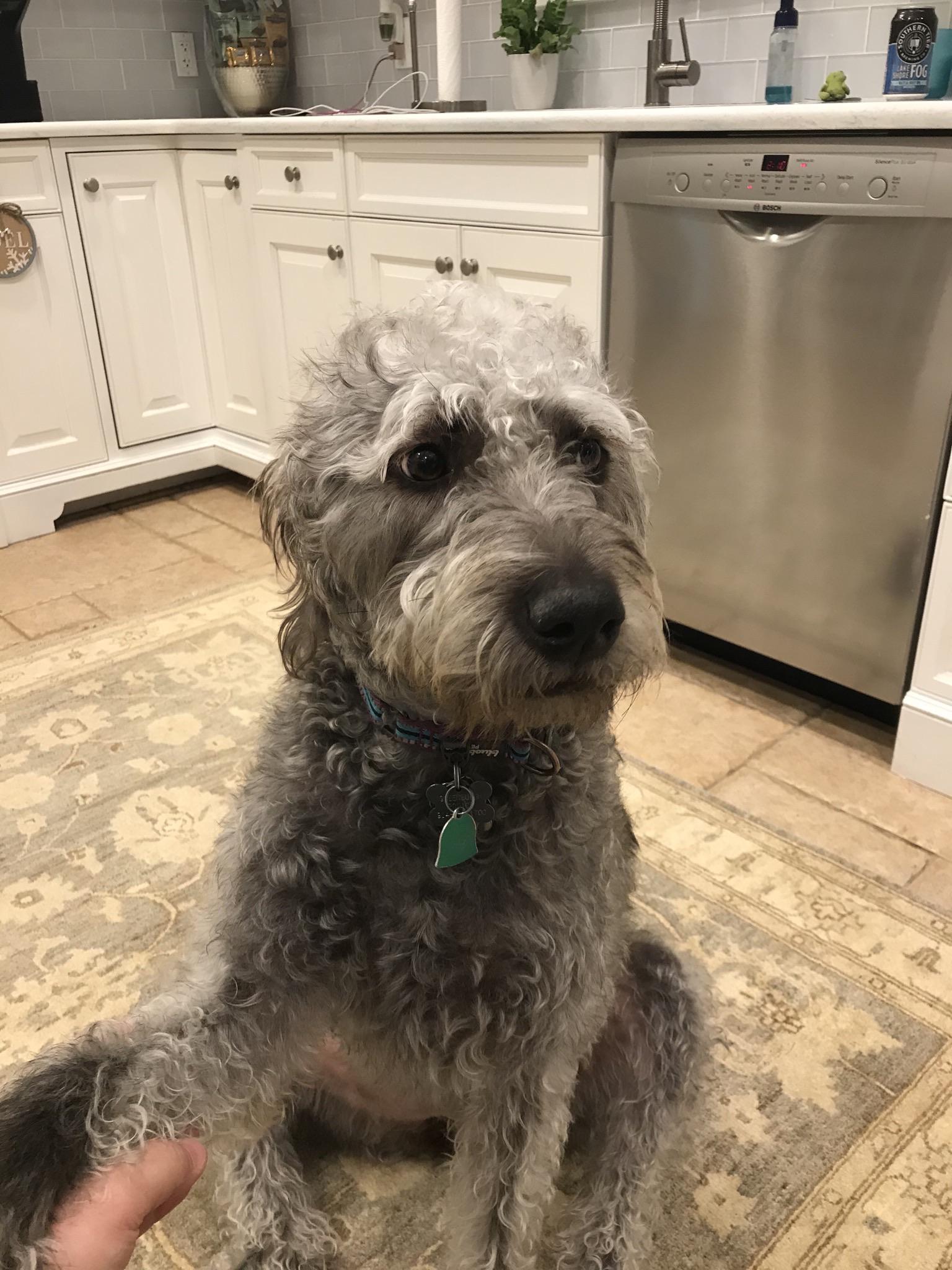 This is Abbie. She’s a Poodle/Pitbull mix. r/dogpictures