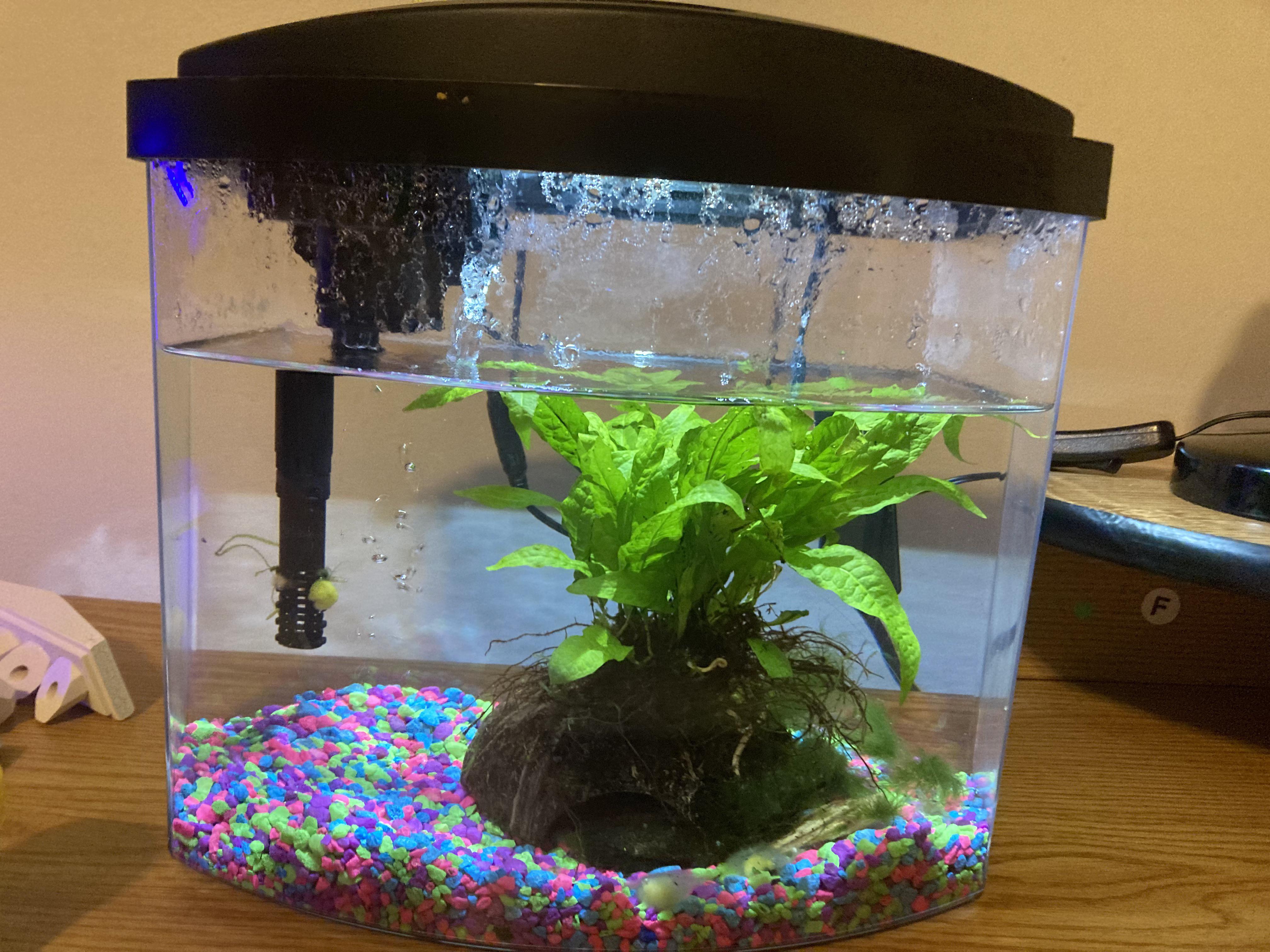 My nano shrimp tank so far r/Aquariums