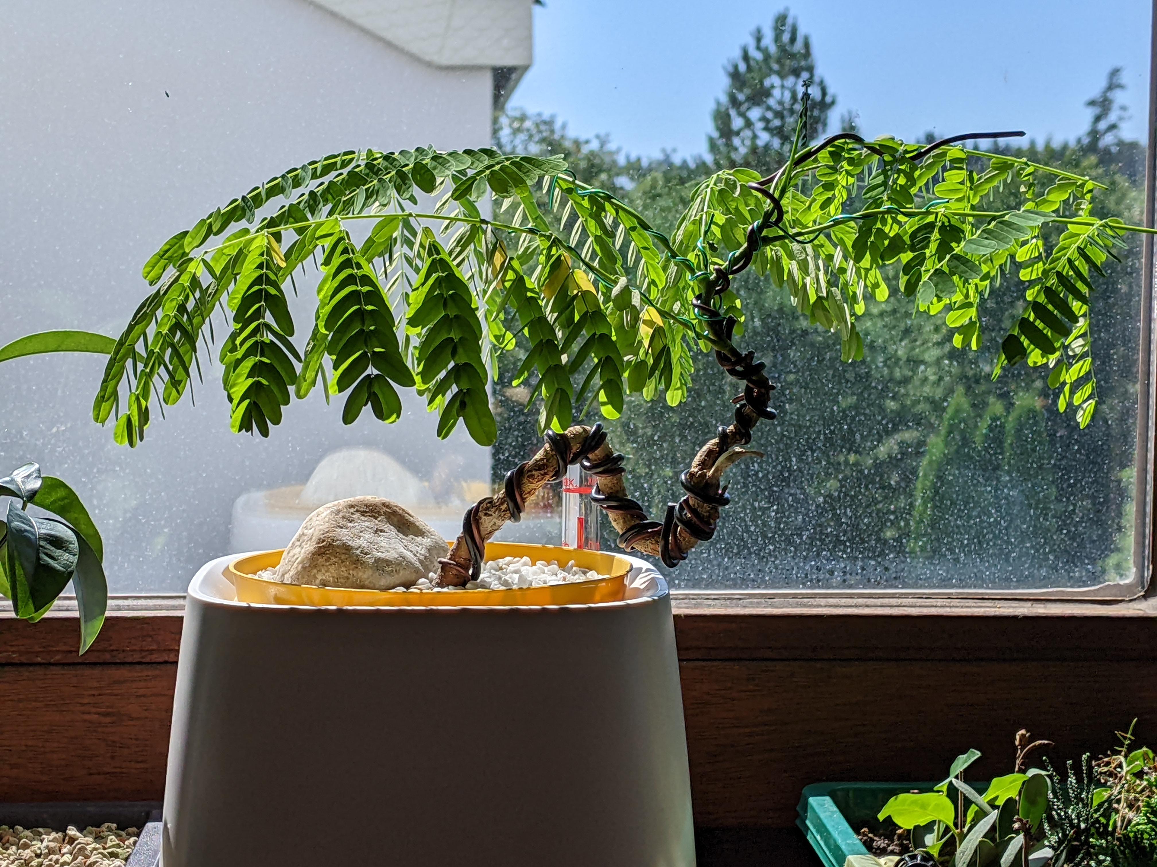 Brazilian Rosewood Tree