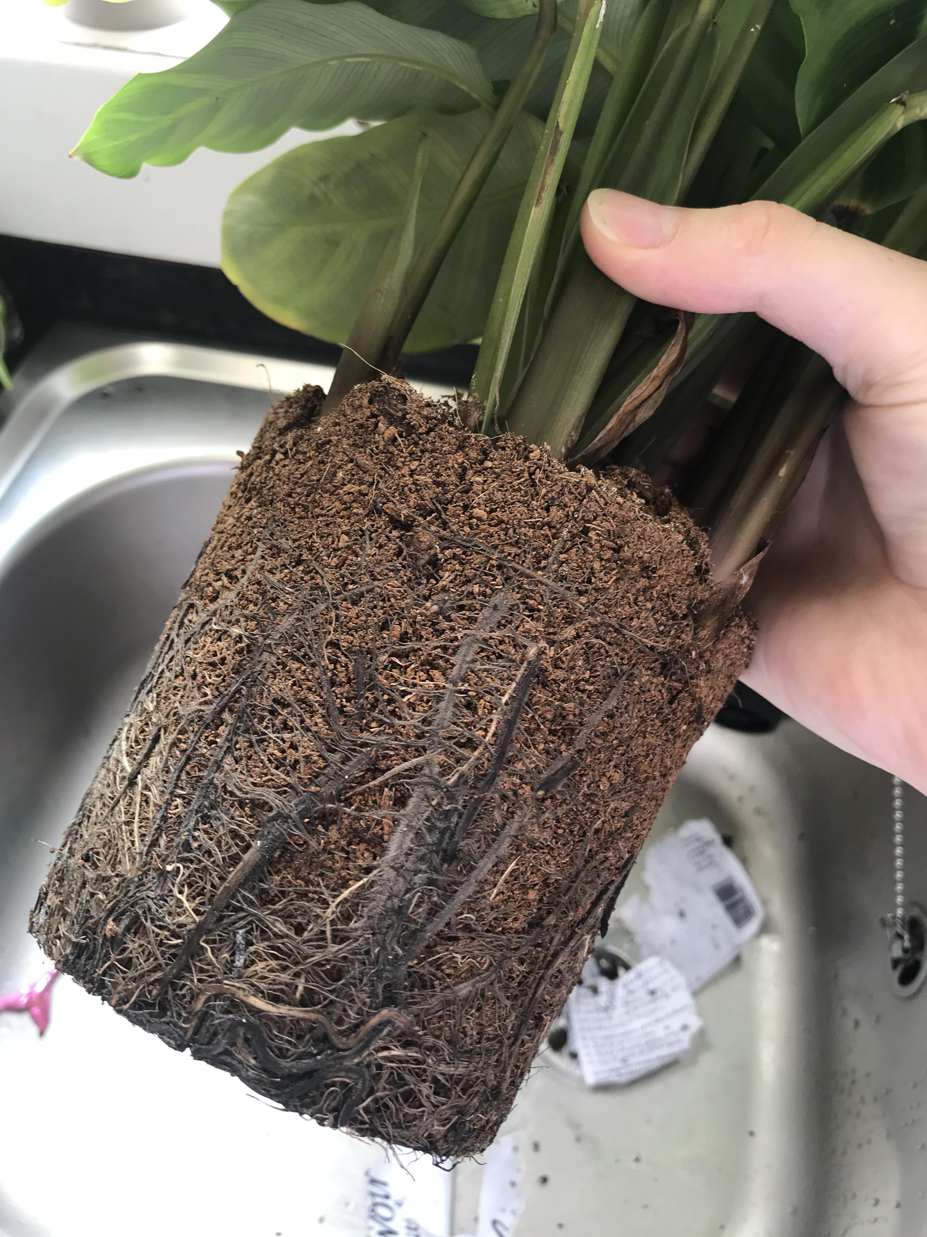 Root rot on my Calathea Zebrina? r/houseplants