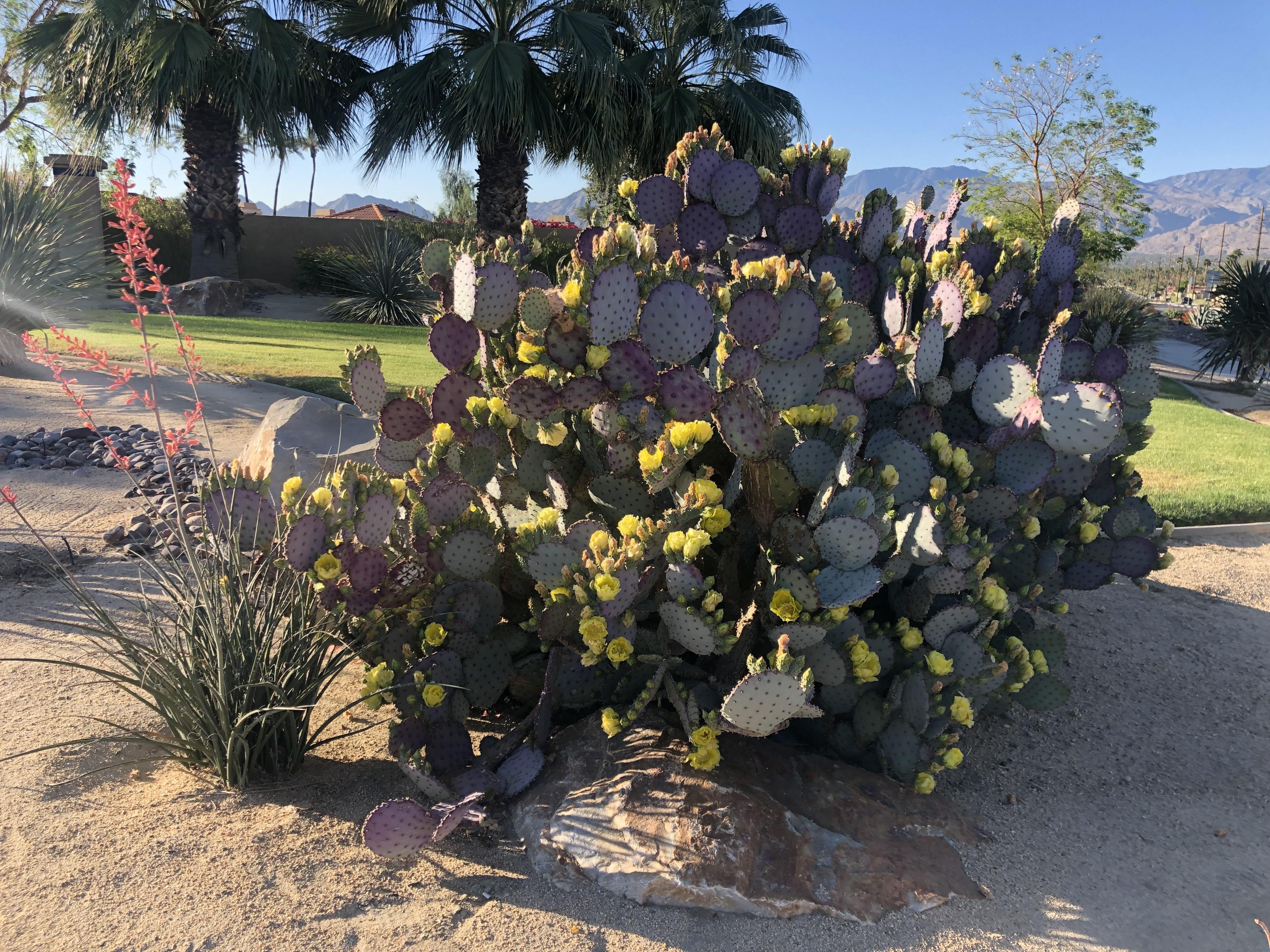Flowers and colors! (Palm Desert CA) cactus