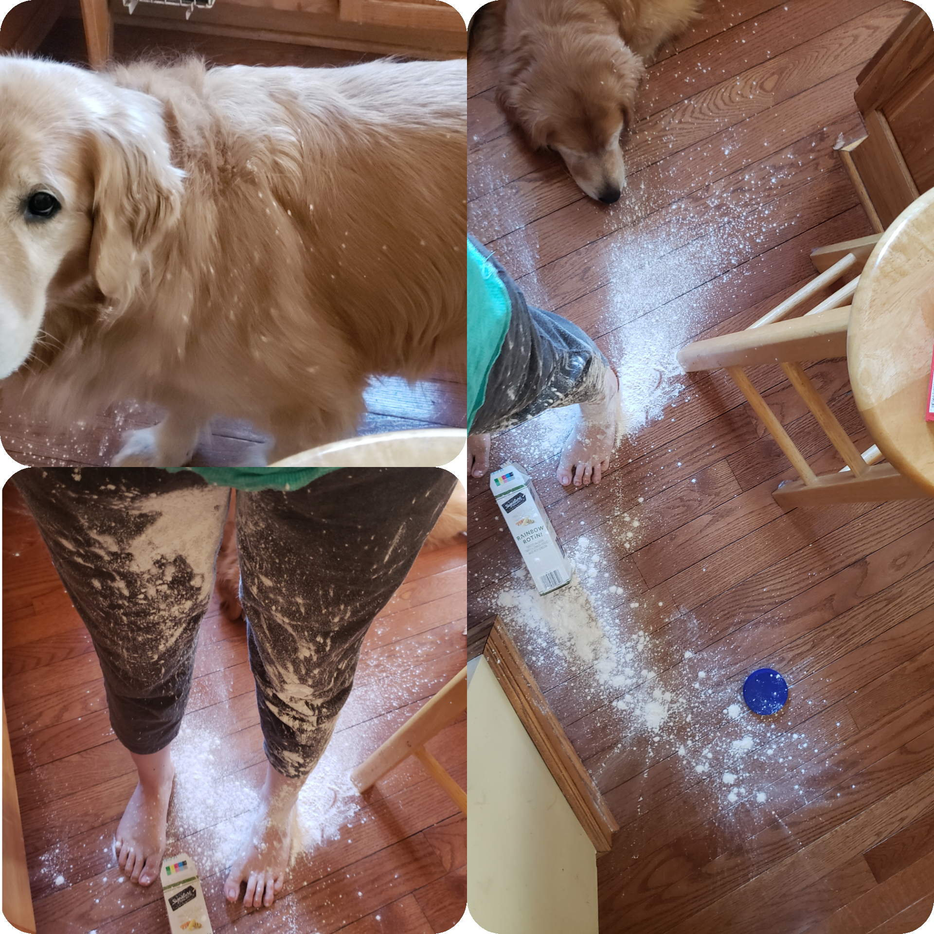 I dropped brand new container of cornstarch... even my dog got a face