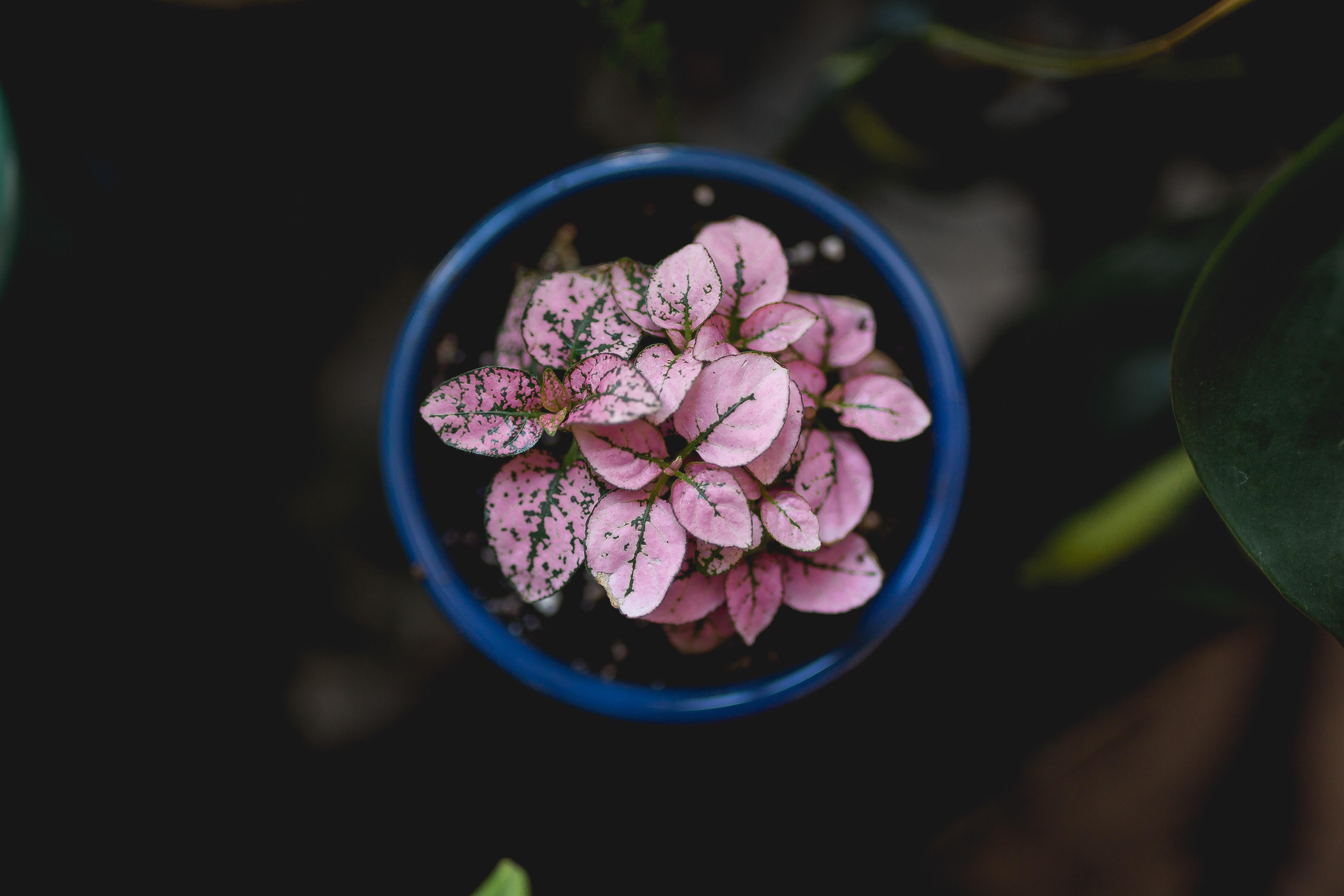 Found this itty bitty little polka dot at a local nursery. Excited to