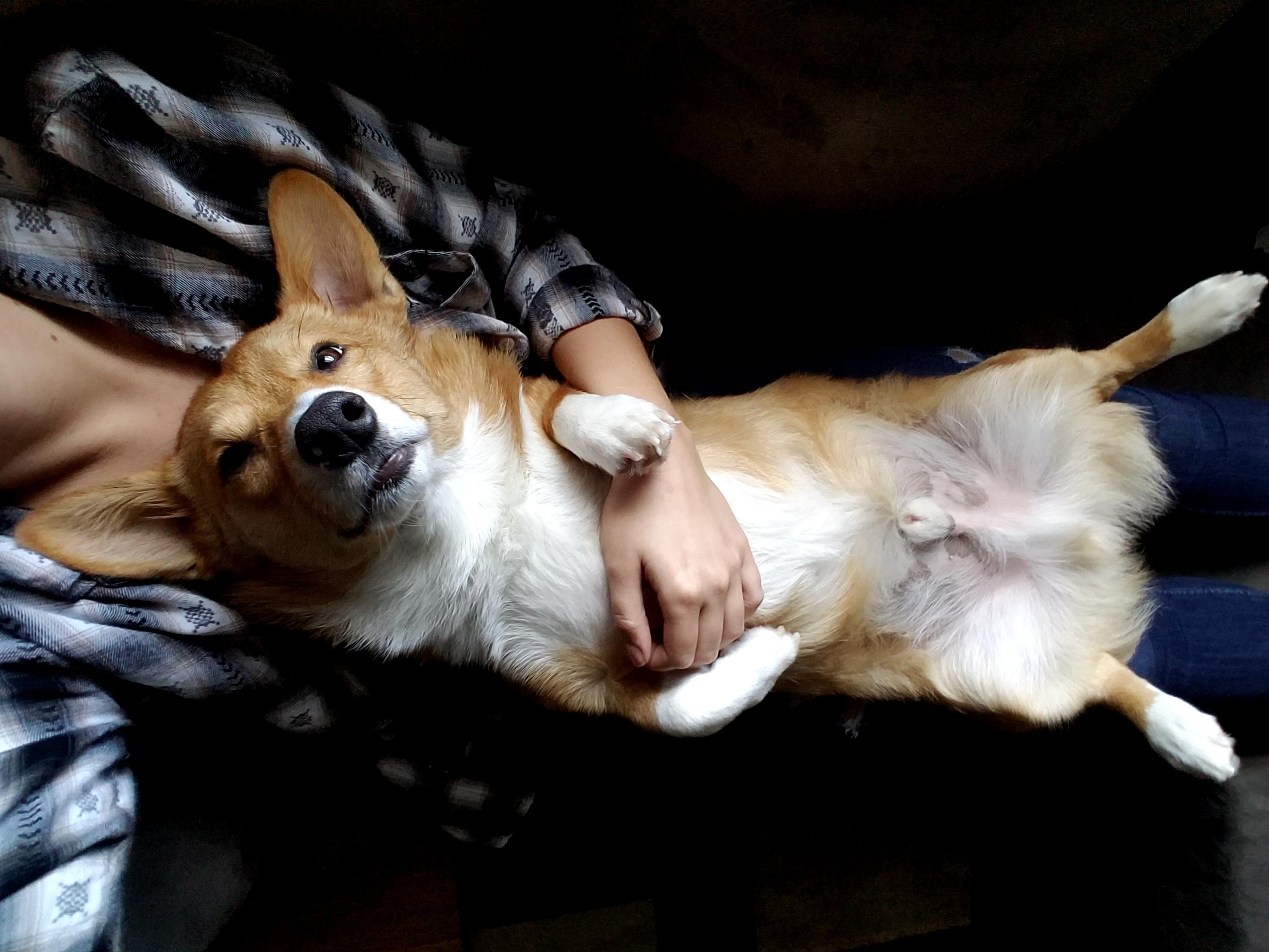 Belly rubs