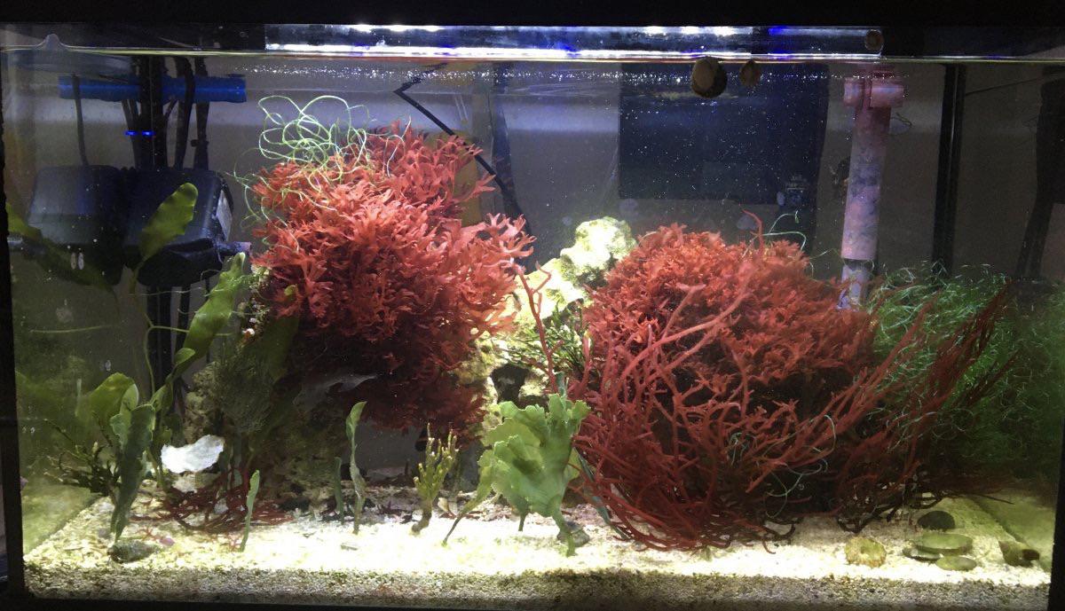 Anyone know where to get starts for an aquarium edible seaweed farm