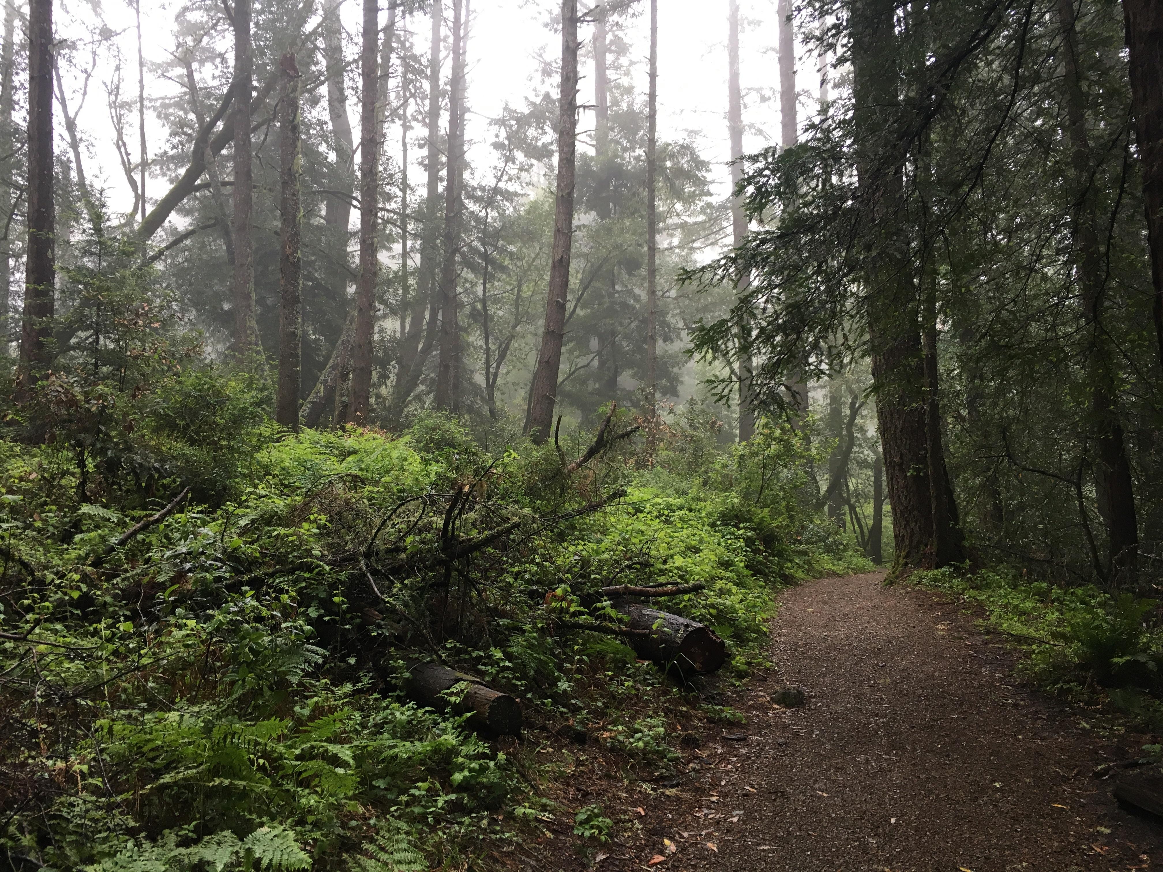 A 6 mile Hike through Muir Woods (Ben Johnson and Dipsea loop) naturepics