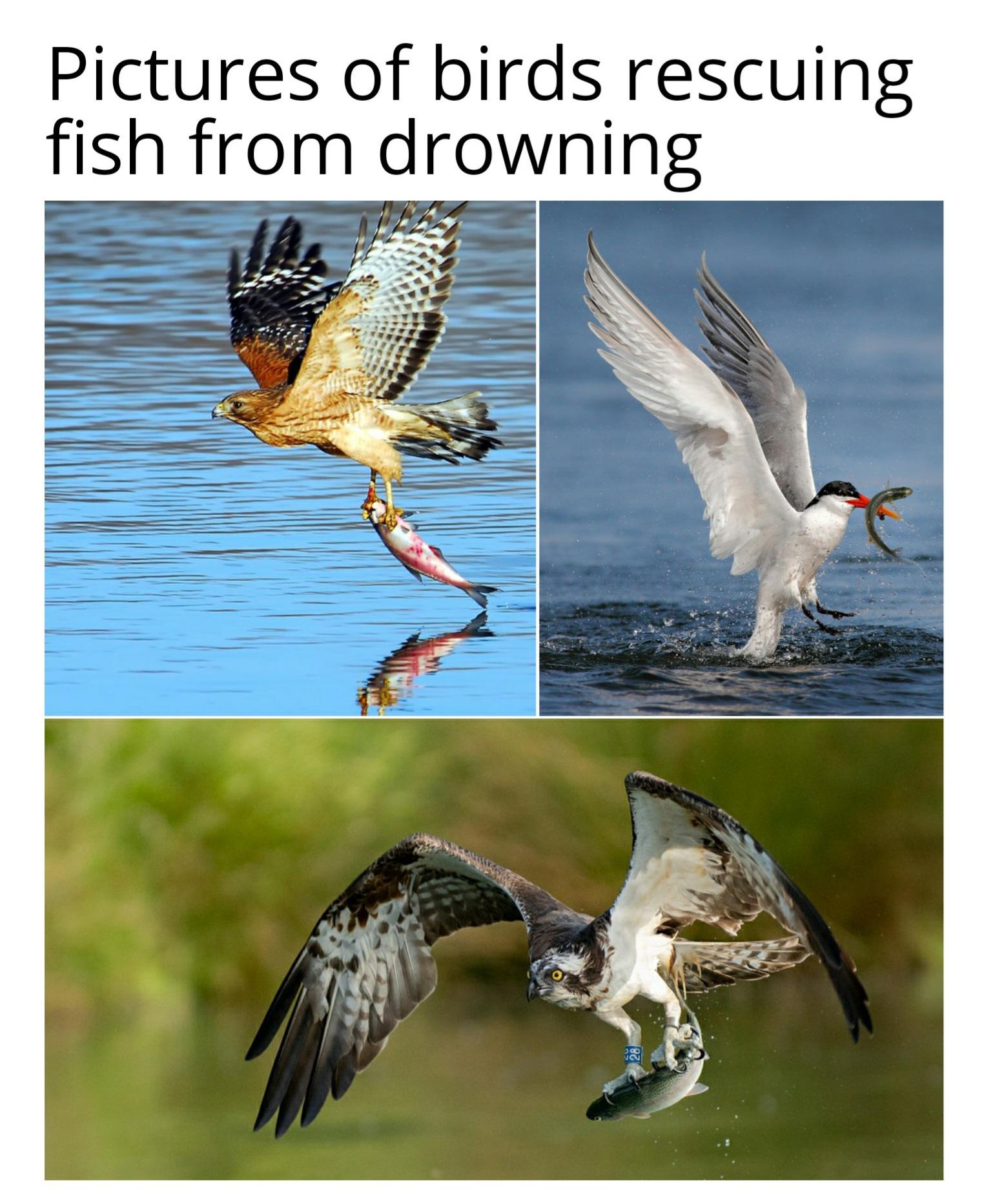 Be like birds memes