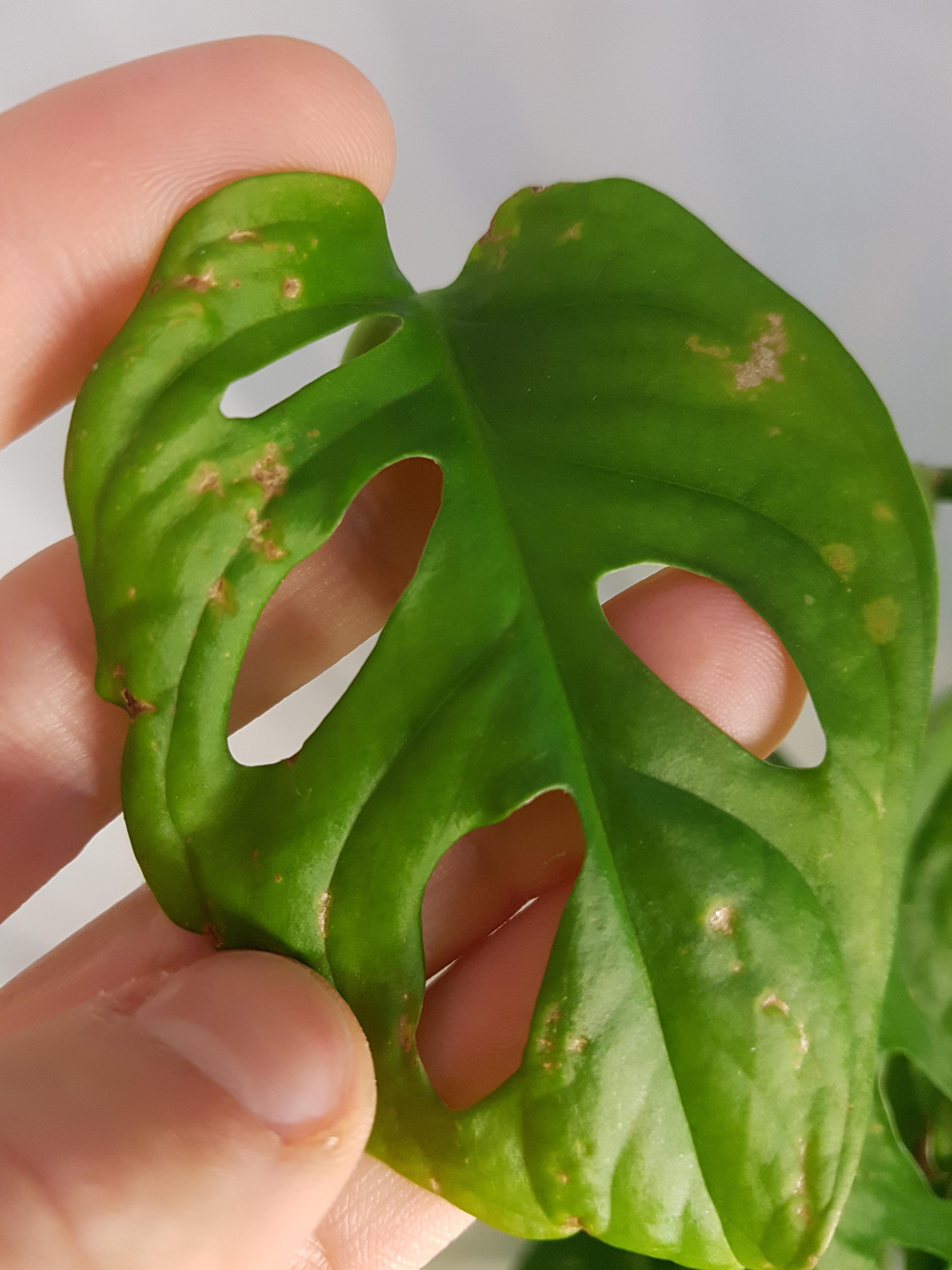 What are these brown spots on my Monstera Adansonii (Swiss Cheese Plant