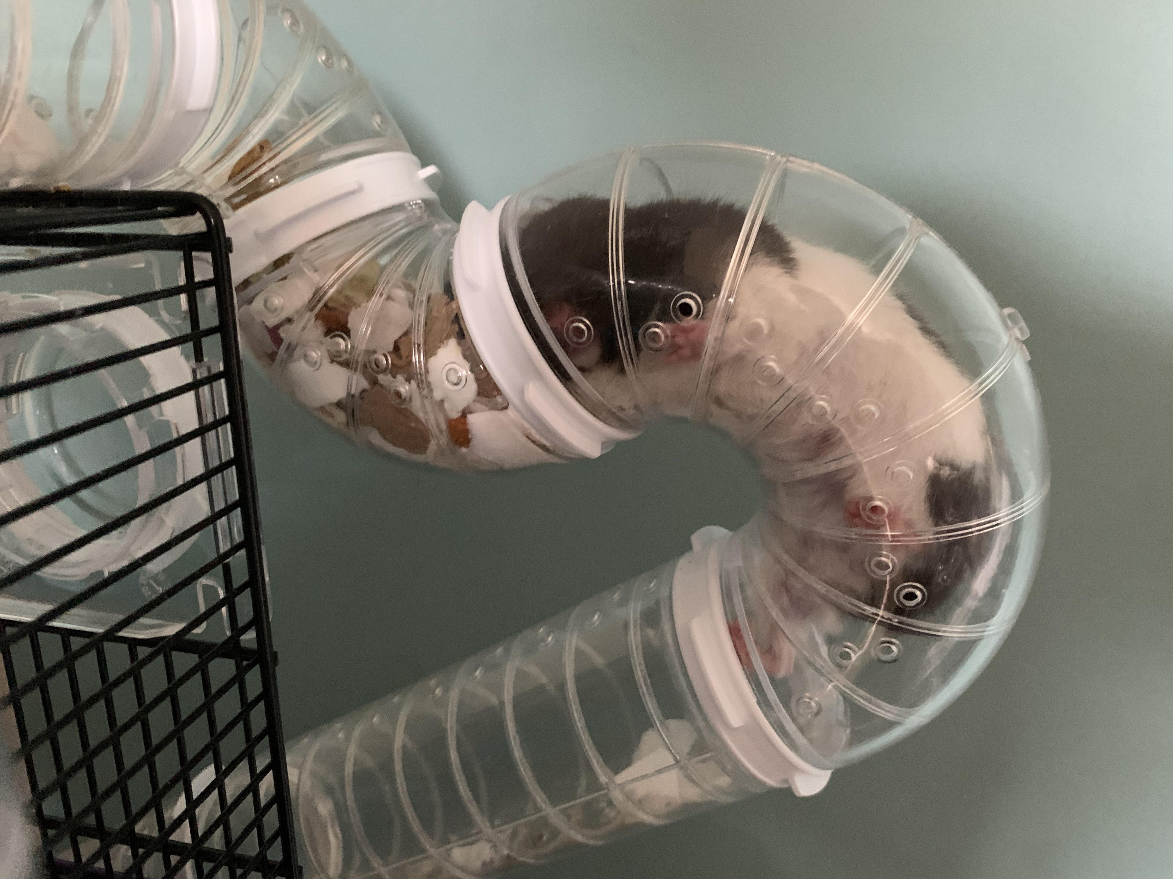 I sleeps. r/hamsters