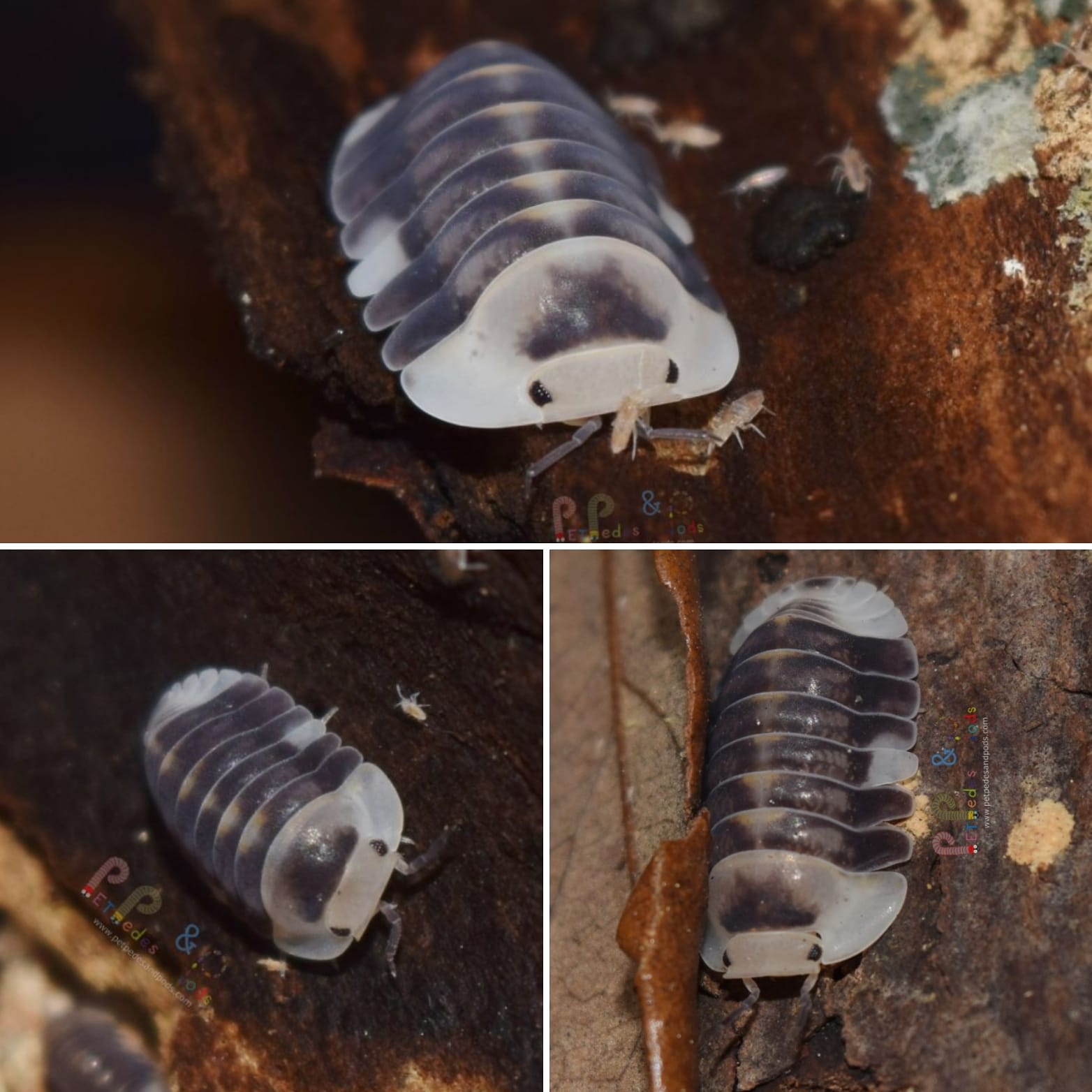 White Duckies! This rare isopod is simply with a classy clean look that would be