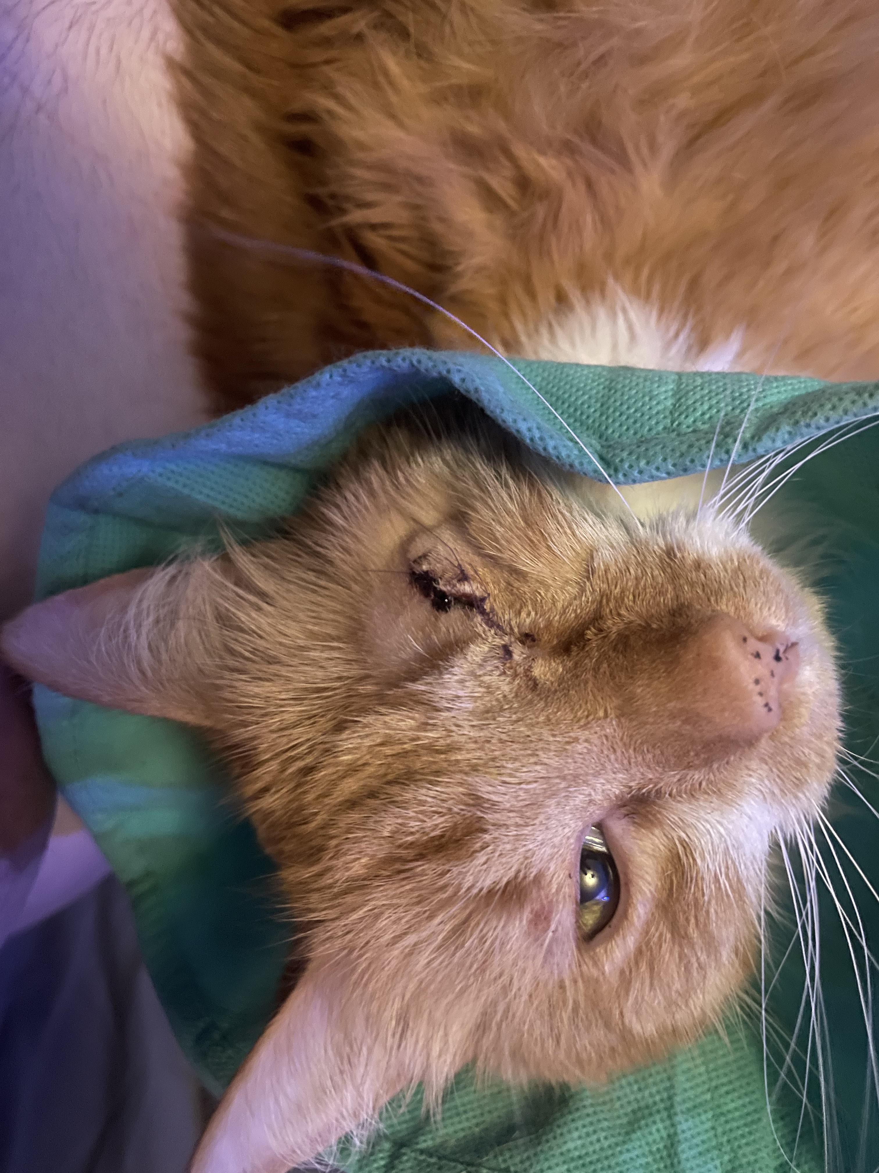 Cats eye removal r/catcare