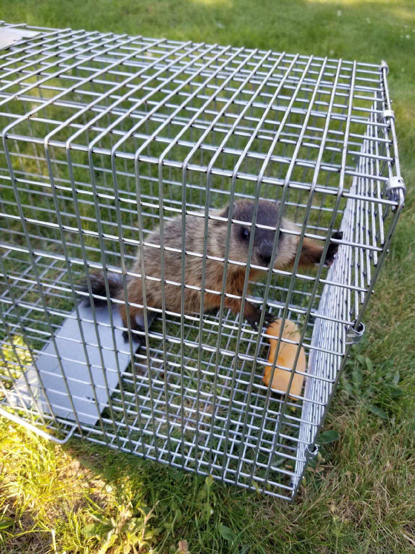 A few of these are living under my shed in Lynn, Ma. They are eating my