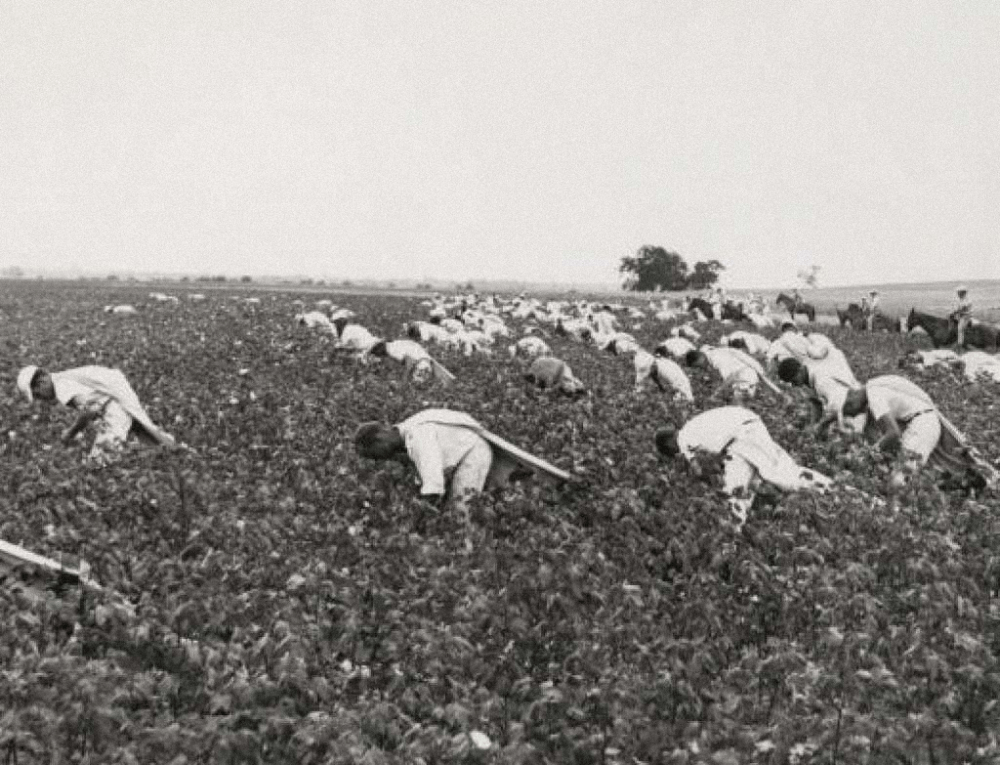 Inmates pick cotton on a state prison farm in Sugar Land, Texas. 1960s
