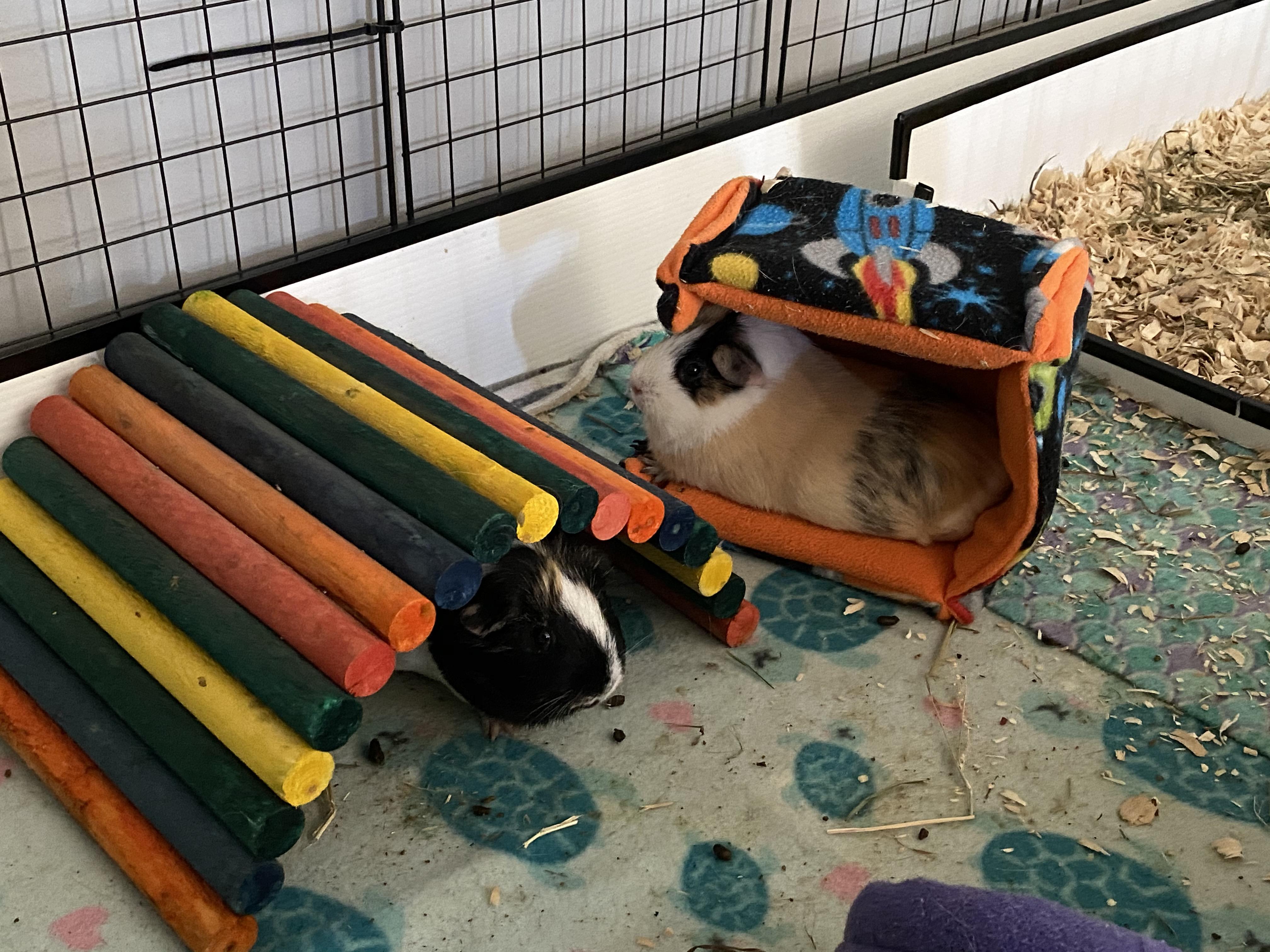 Dirty cage but Saturday vibes from my girls 😍 r/guineapigs