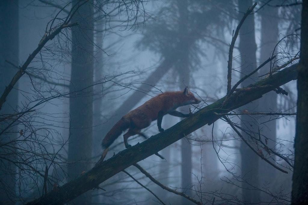 A fox in the Black Forest, Germany by Klaus Echle r/nyctohylophobia