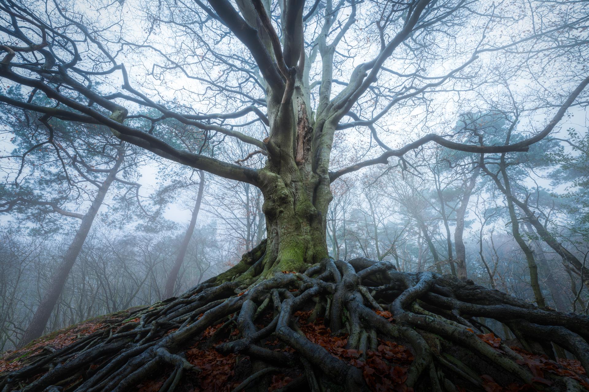Found this tree with crazy roots in The Netherlands. (1920x1280)[OC