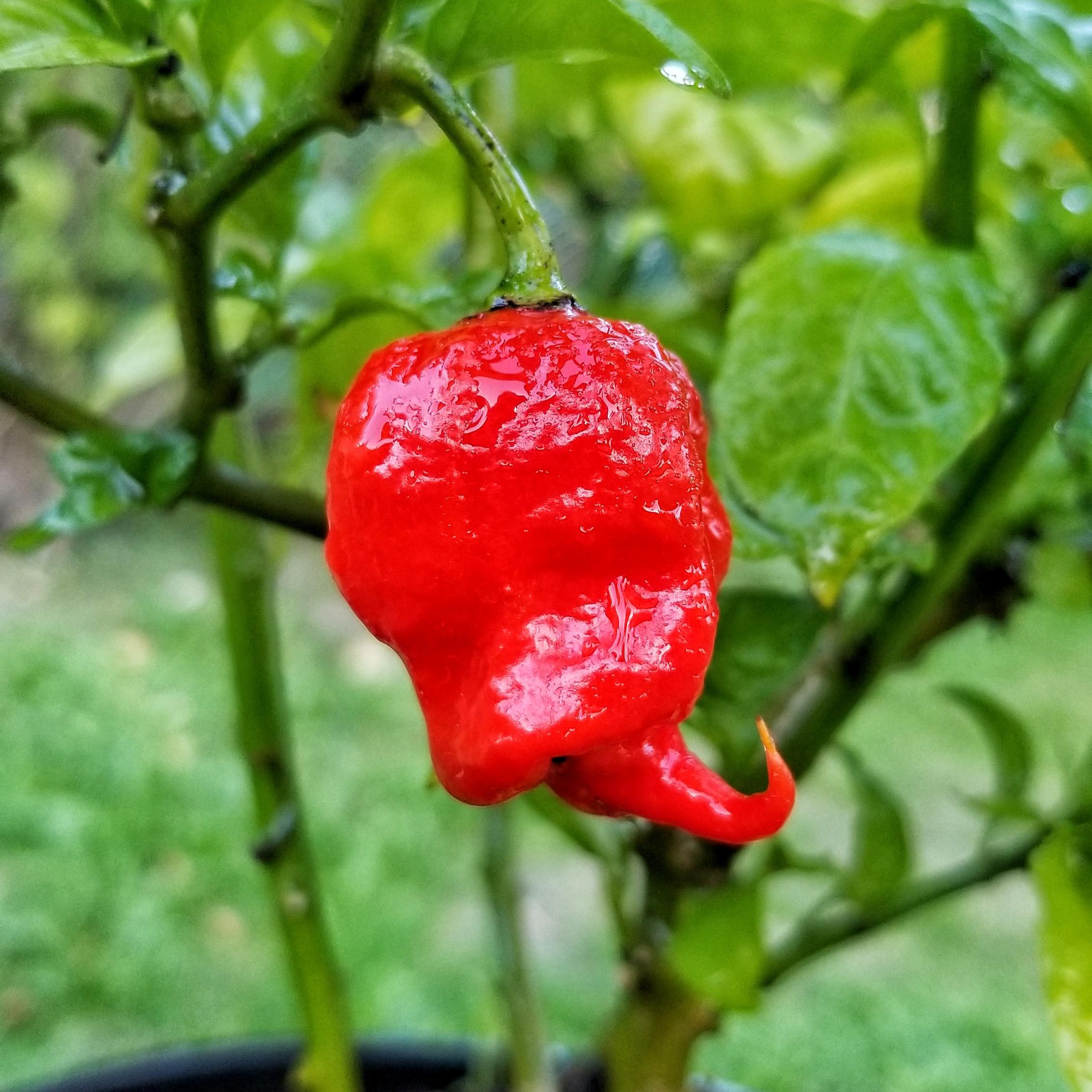 My first ever attempt at growing Carolina Reapers only yielded one pepper, but holy smokes it's
