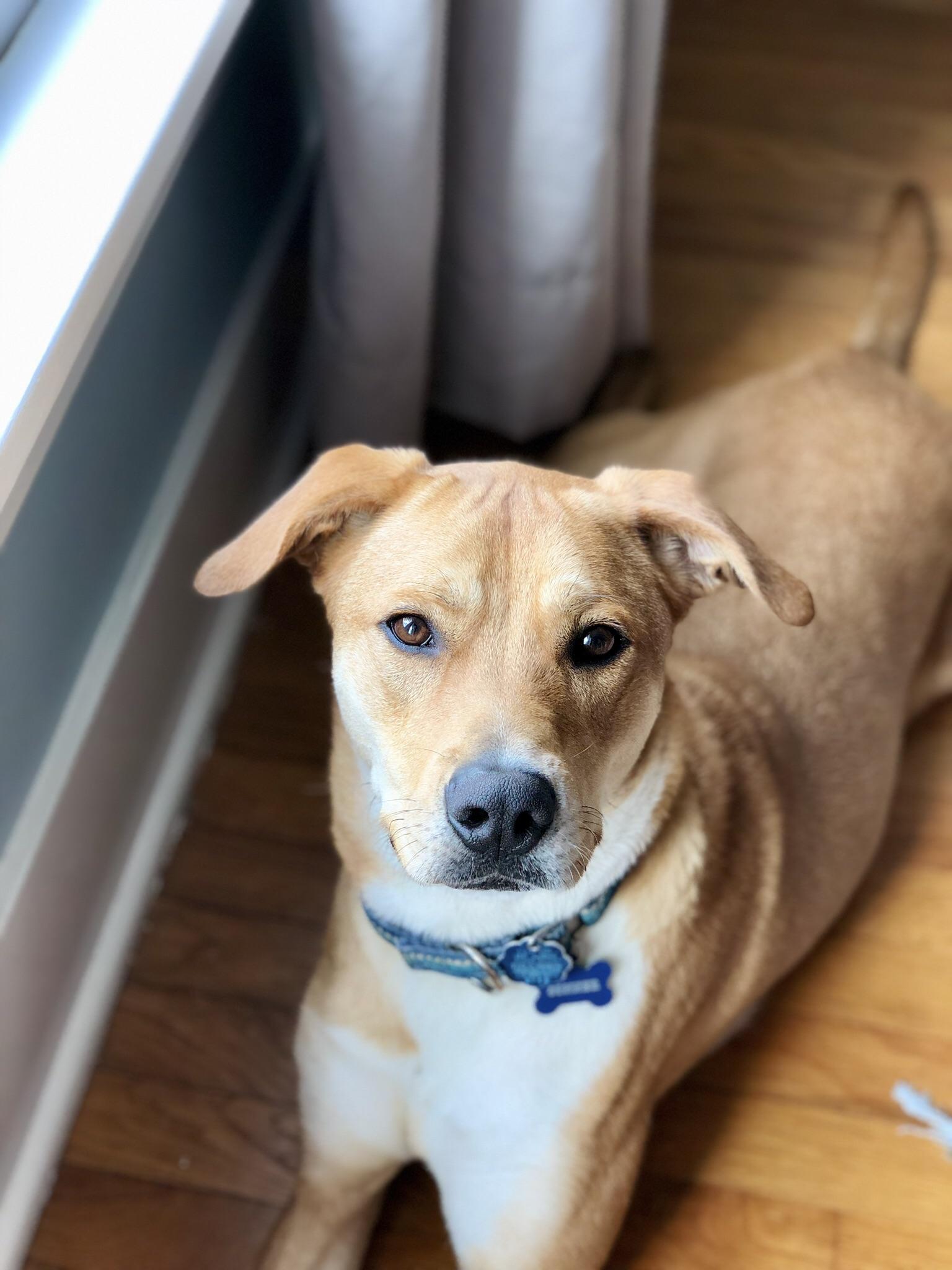 My favorite pic of our lab/smooth collie mix, Conner! r/aww