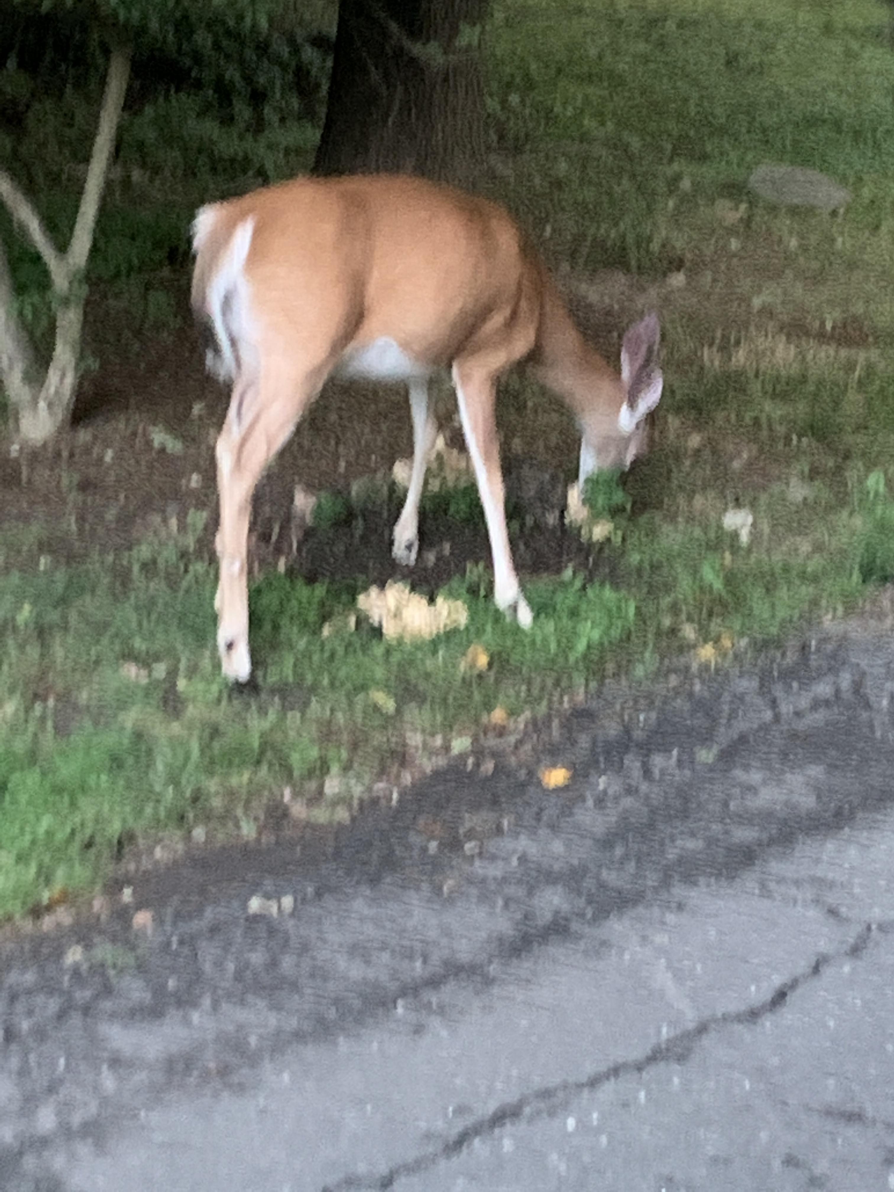 This deer eating flowers gardeneaters