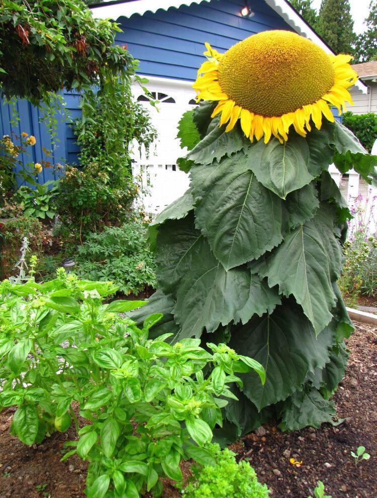 Absolute sunflower. r/absoluteunit