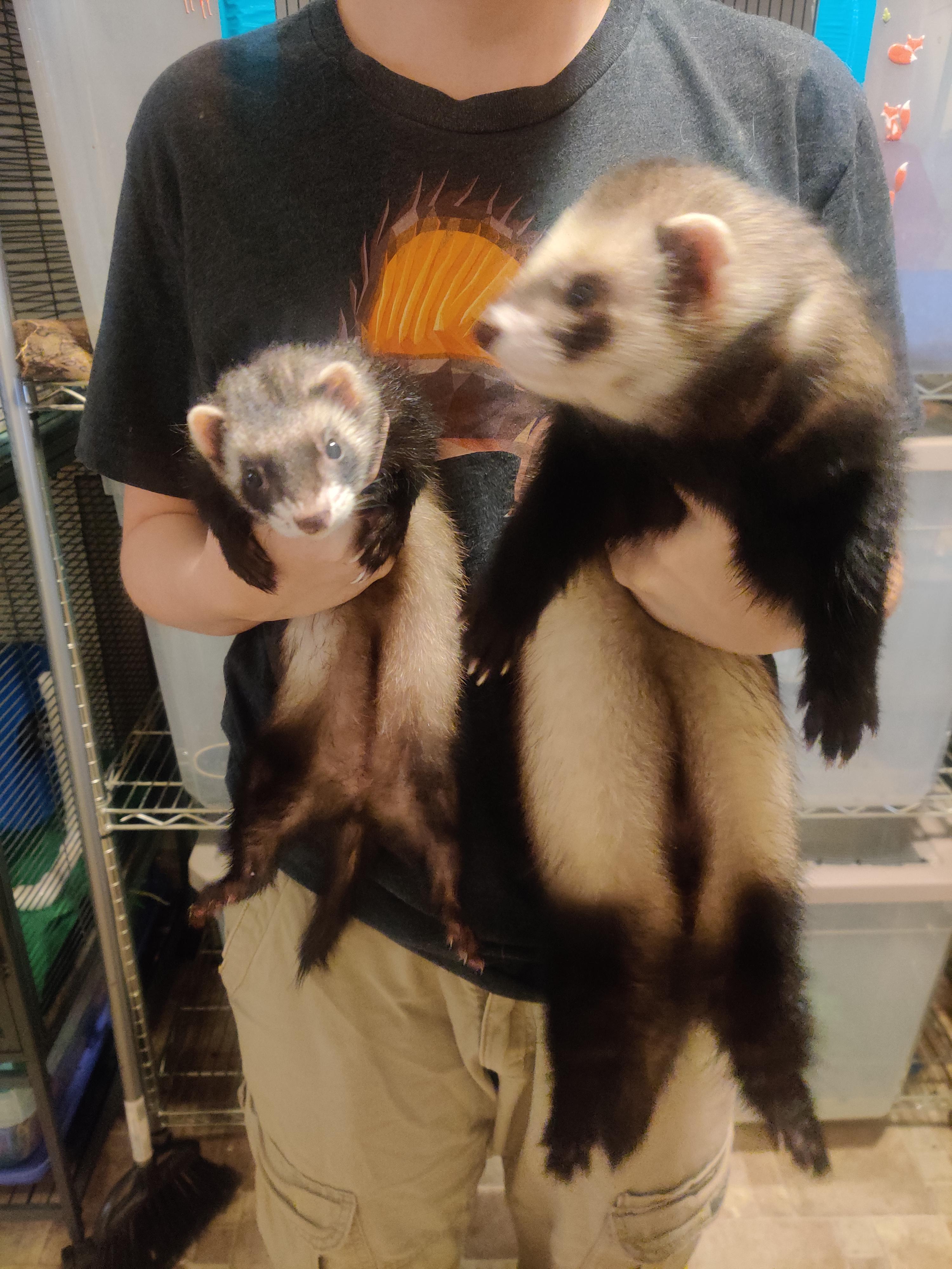 baby ferrets for sale canada Damien Zeigler