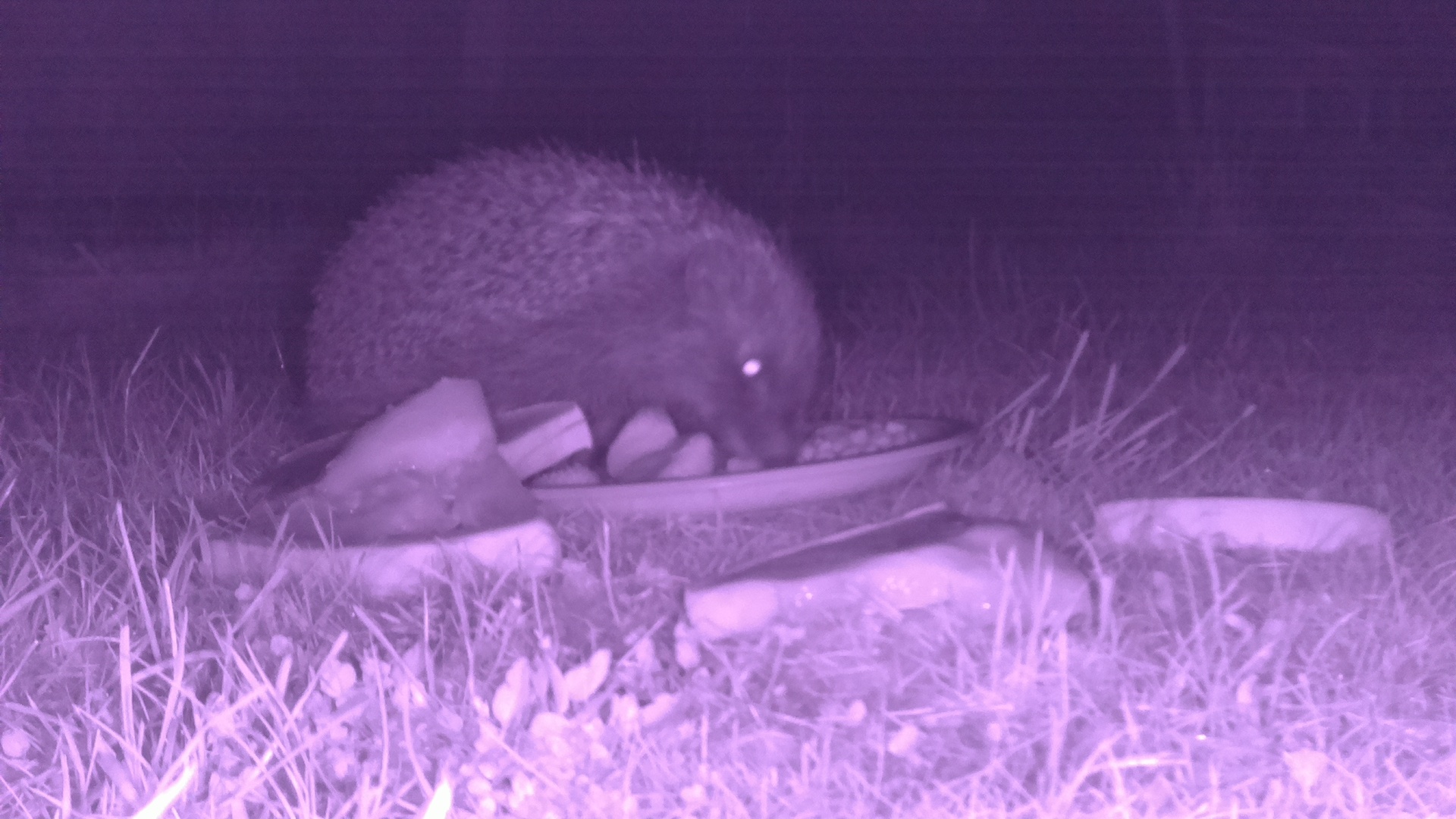 We get hedgehogs in our garden fairly regularly. I found this one