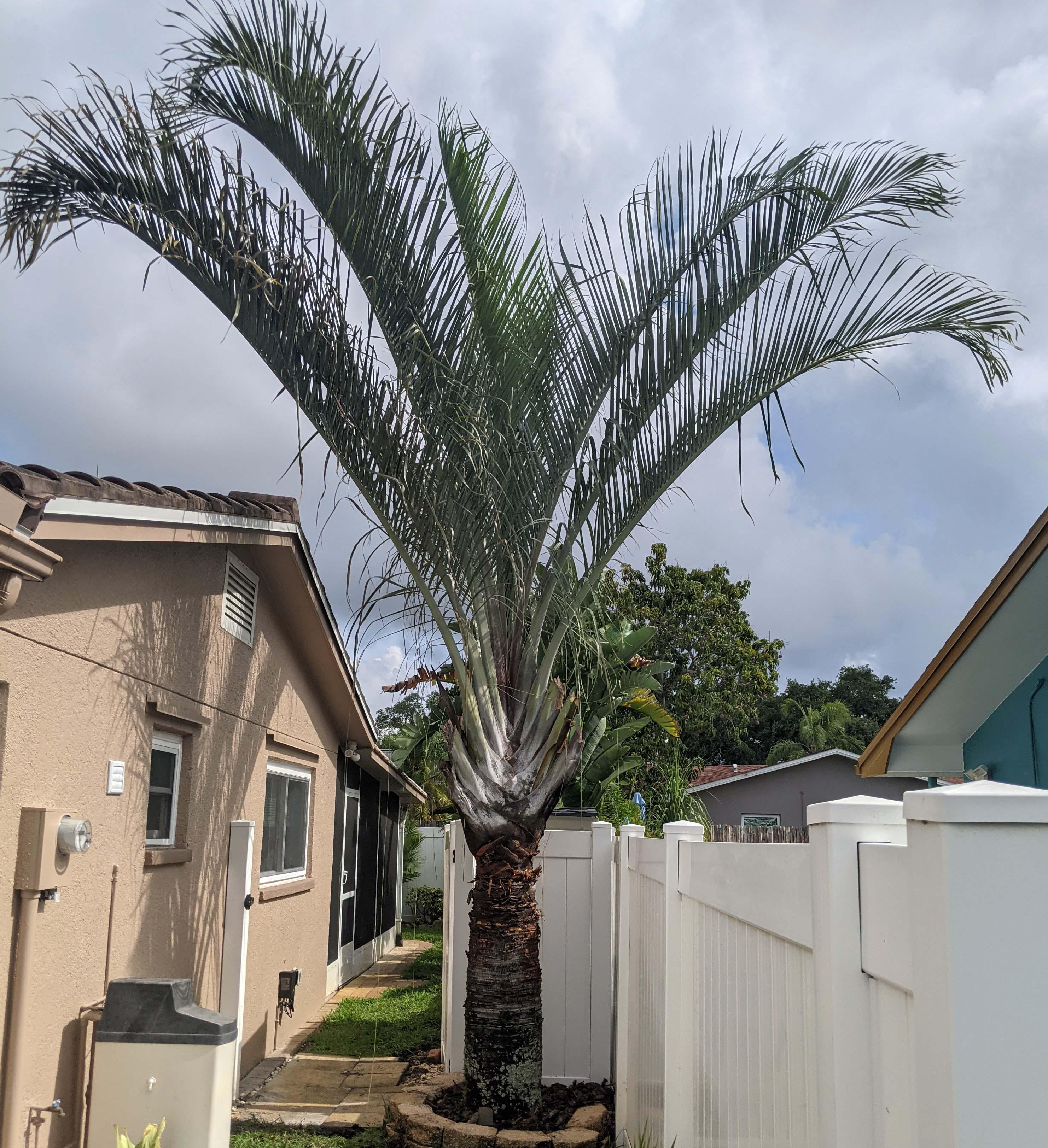 Does this triangle palm look unhealthy? What can I do to make it look