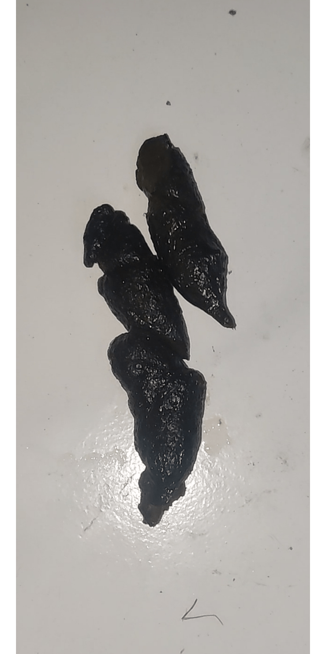 Is this colour poop sign of some internal bleeding?4month and 20day old