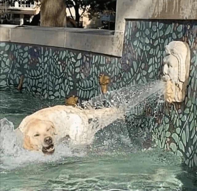 Dog getting sprayed by water r/pics