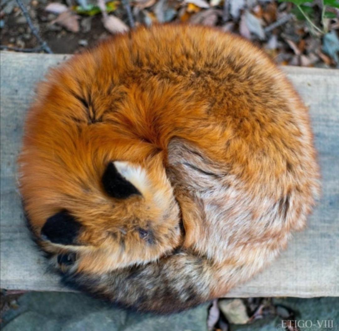 Los mejores consejos de Franquicias This fox curled into a ball