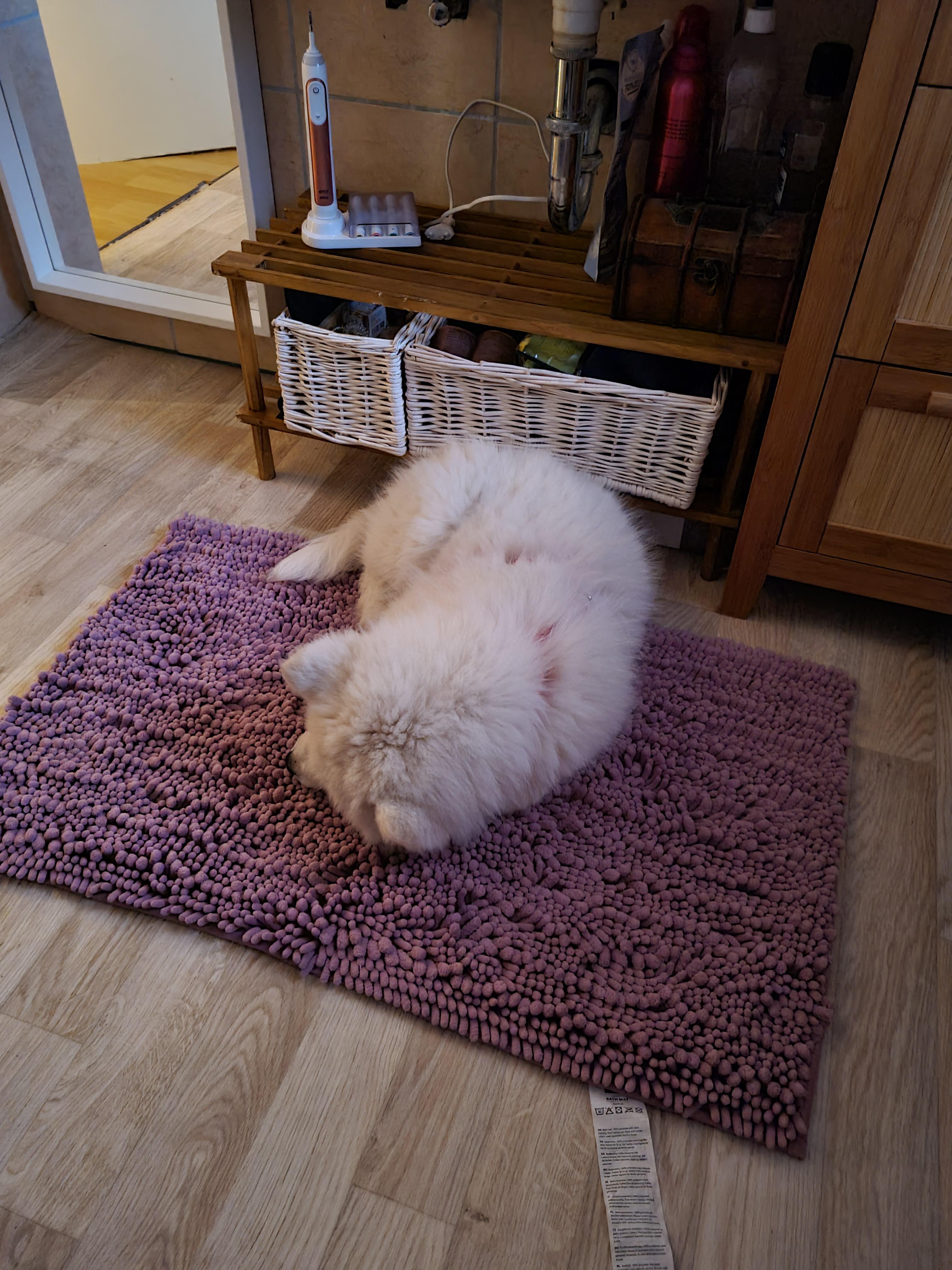 I'm not sure why I spent so much money on a dog bed when the bath mat