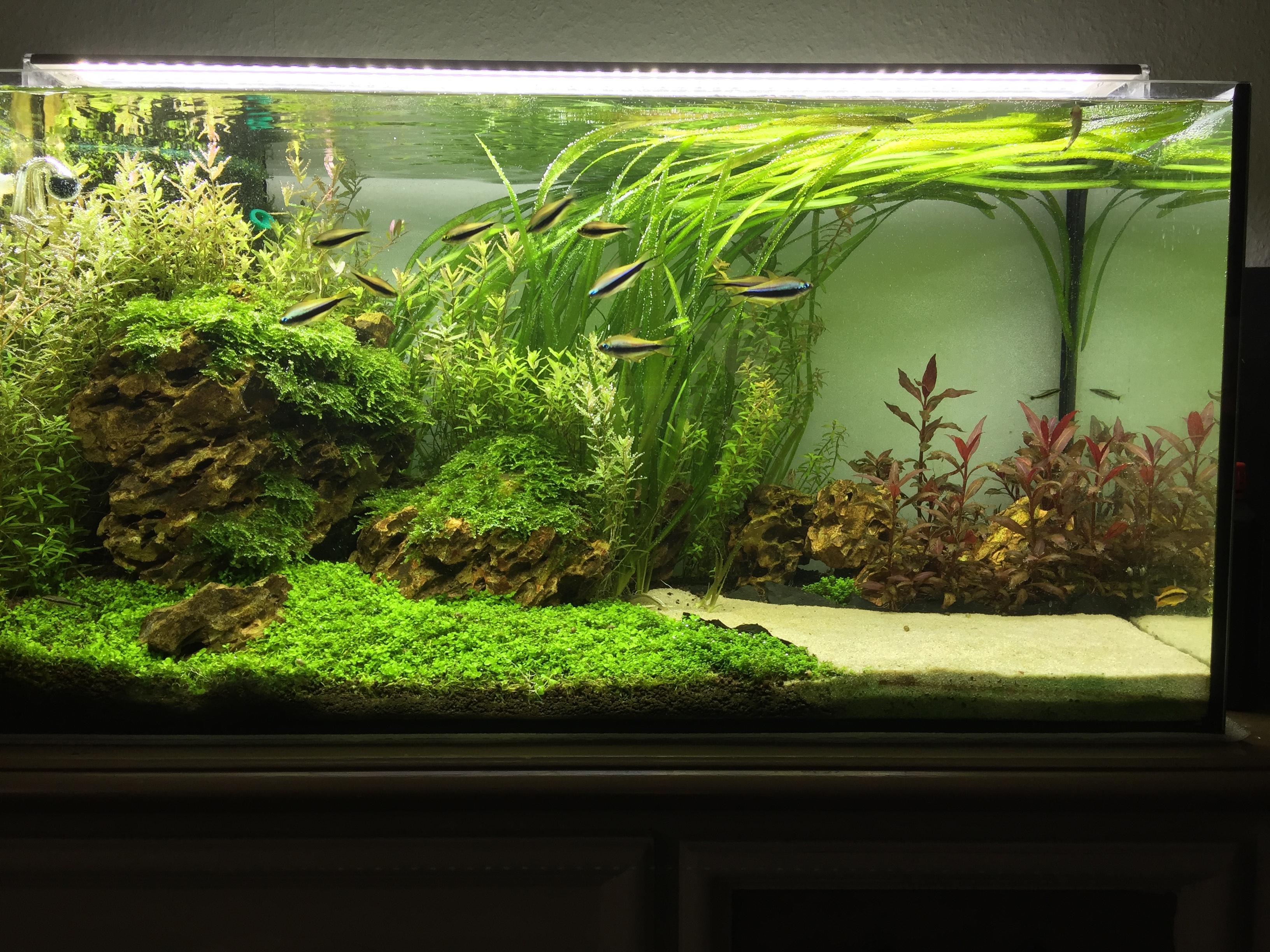 FTS Friday 29g "Emperors garden" r/Aquariums