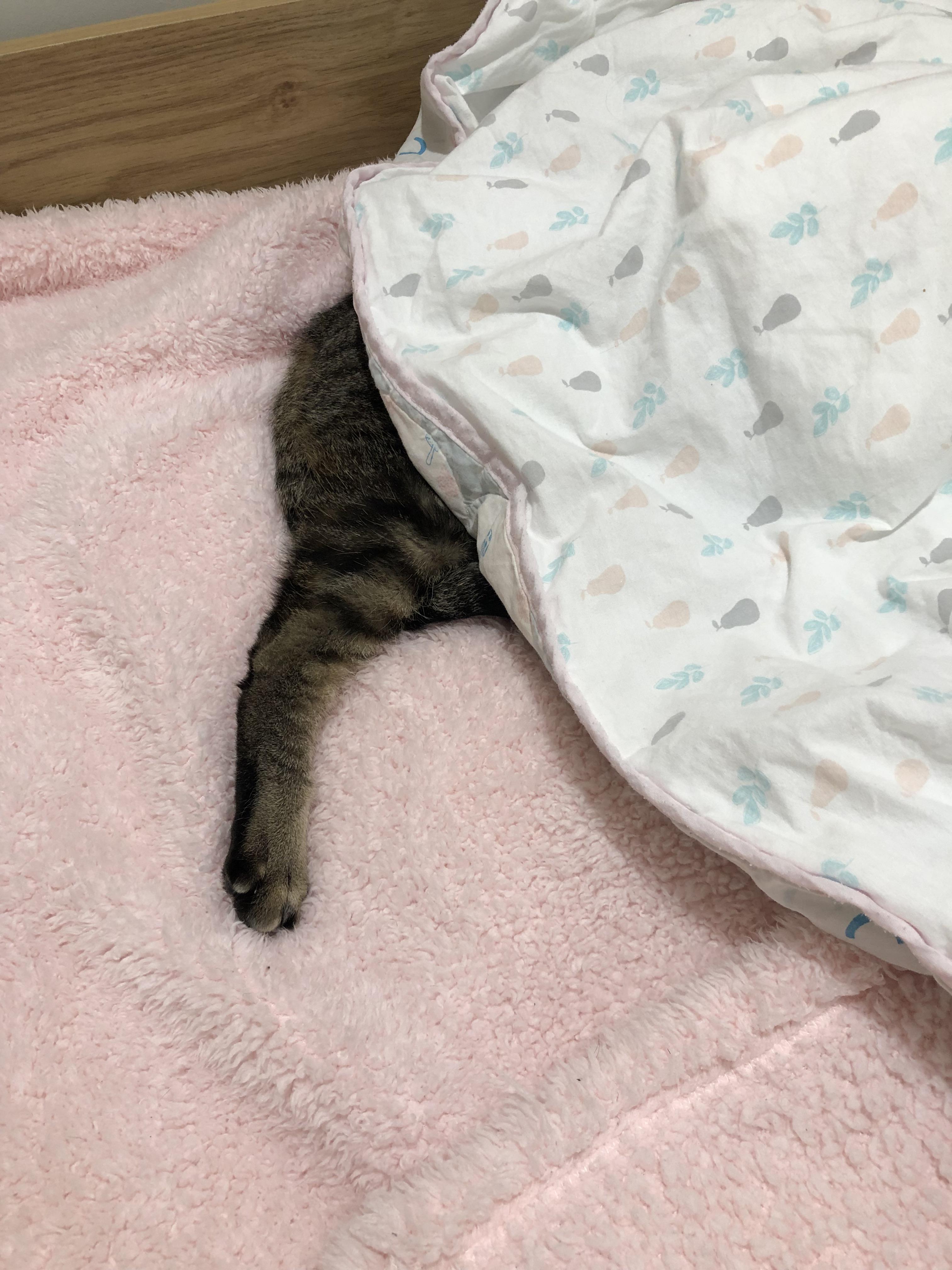 Went to put my daughter into bed. Saw this popping out. r/tuckedinkitties