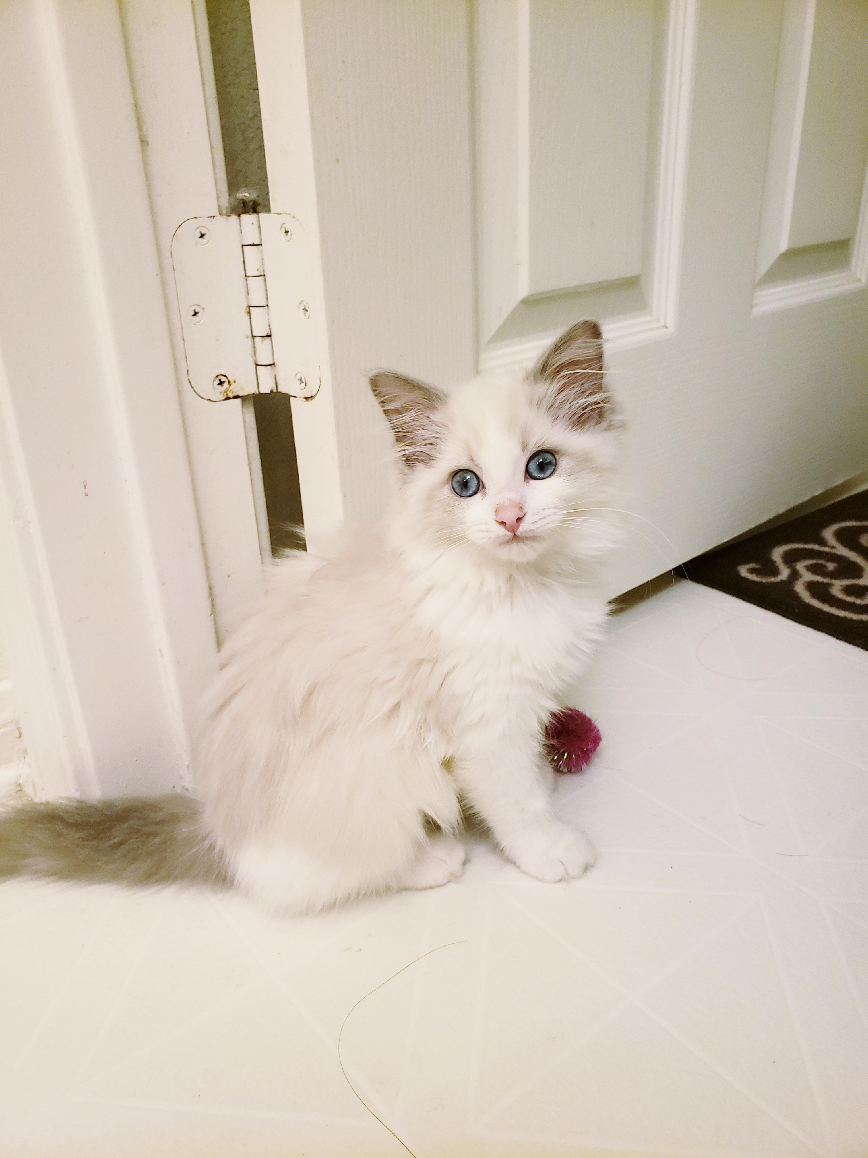Just got her yesterday! Blue bicolor ragdoll kitten, 12 weeks r/ragdolls