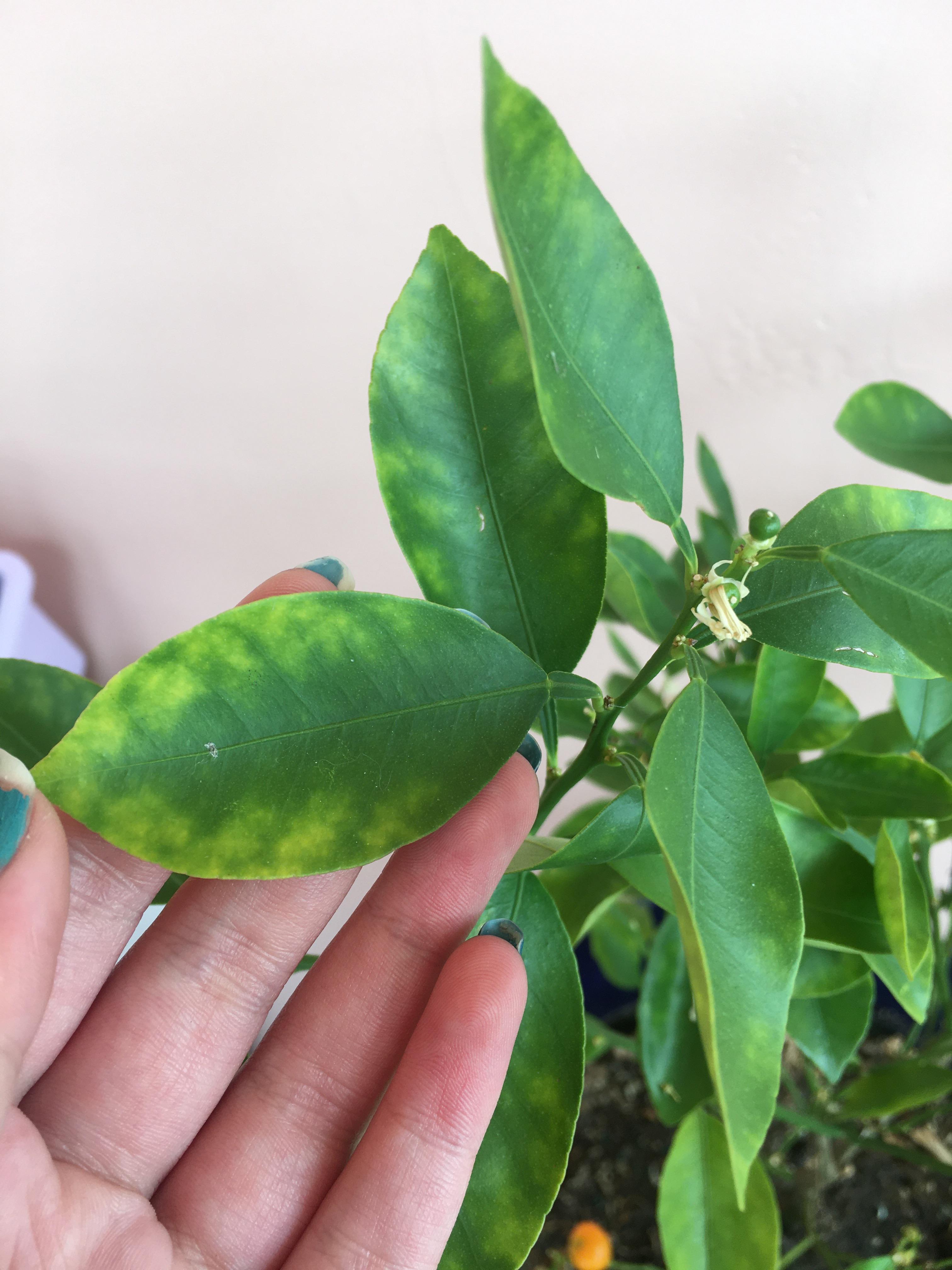 I’m wondering if anyone knows about citrus plants, specifically why a