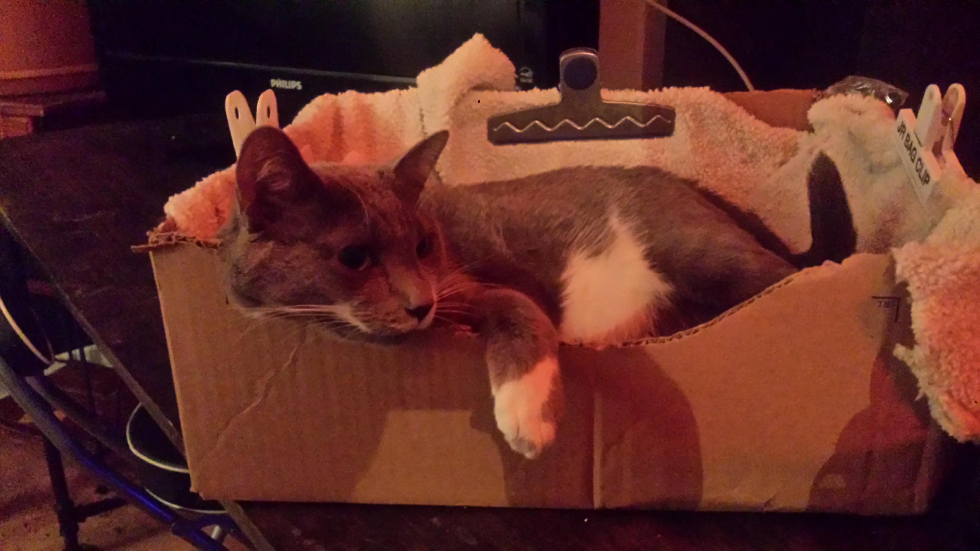 Cat bed out of a cardboard box, chips bag sealers and an old sweater