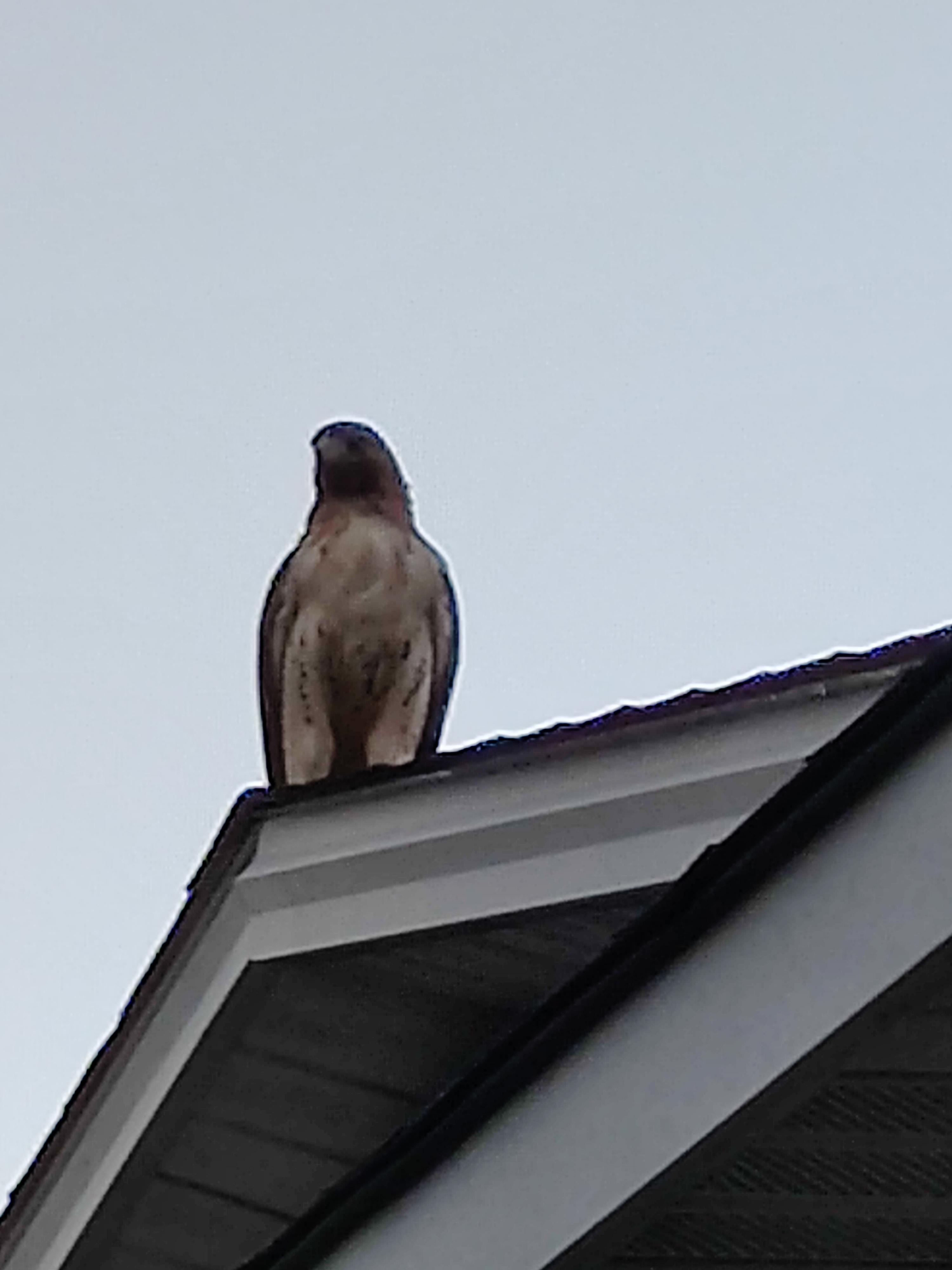 Large red tailed hawk on my roof eave r/pics