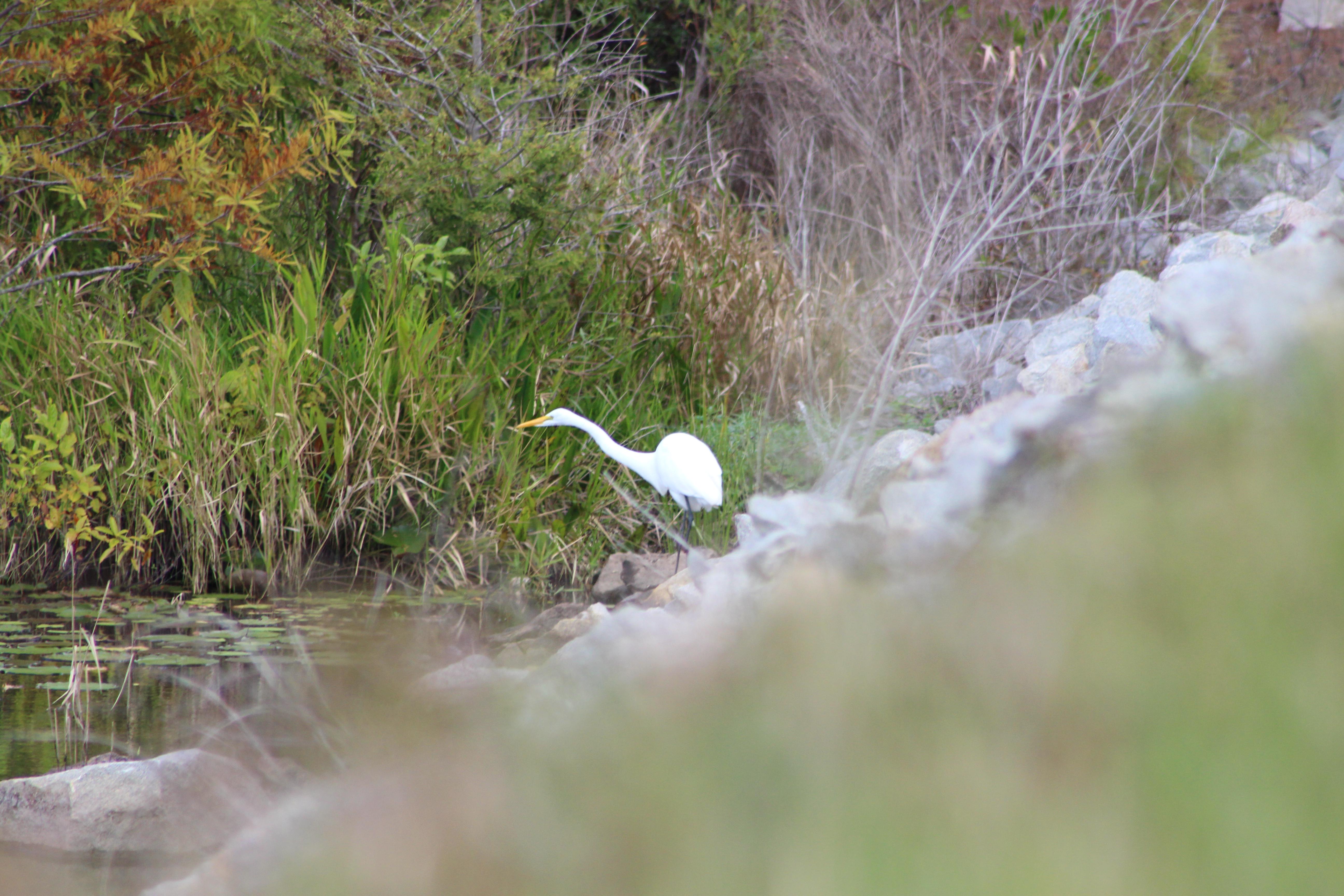 PALMETTO TRAIL A Great Egret on Pooshie Plantation Road (East Dike), Lake Moultrie Passage