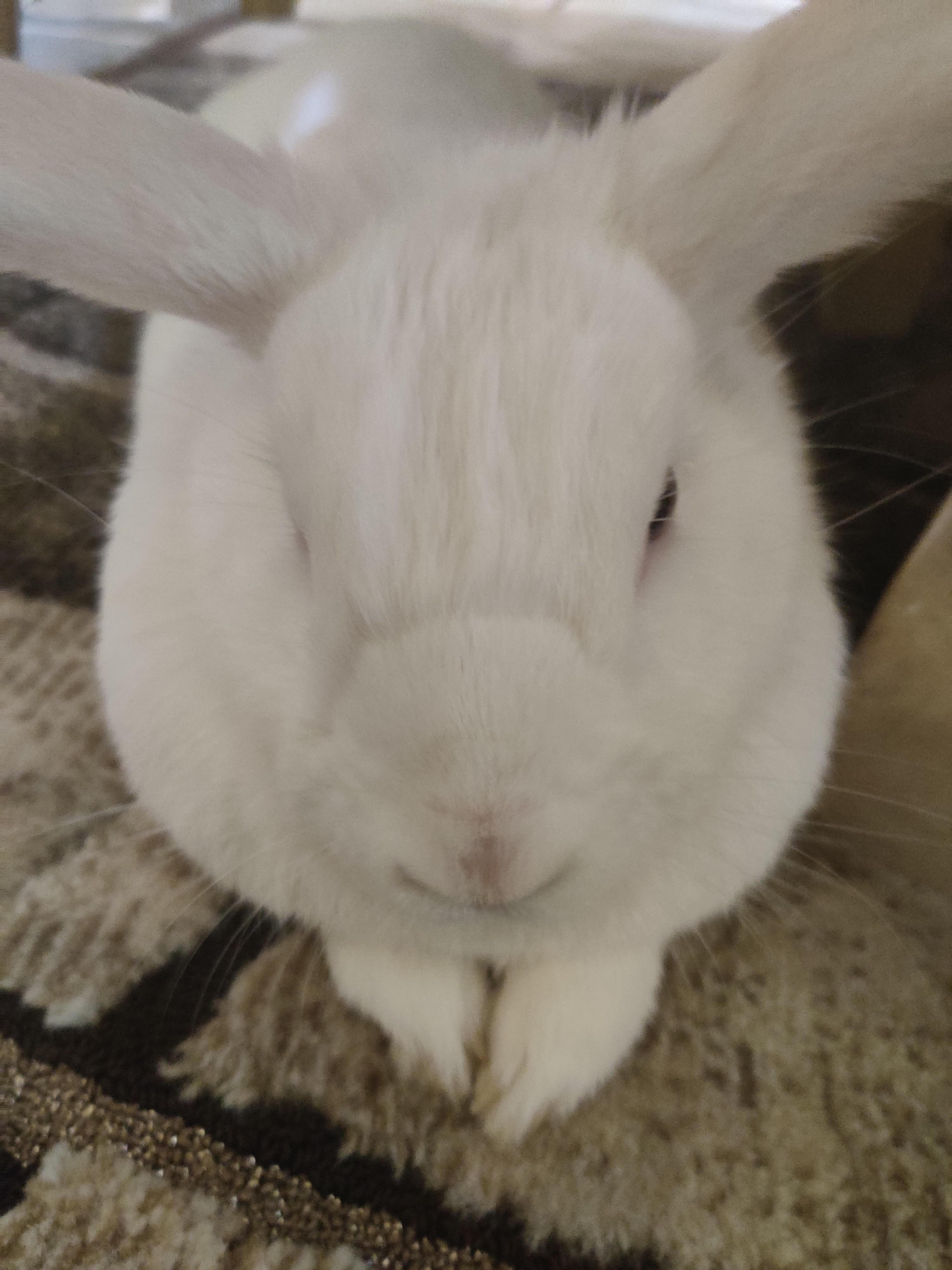 What is this ring on my rabbits nose? r/Rabbits