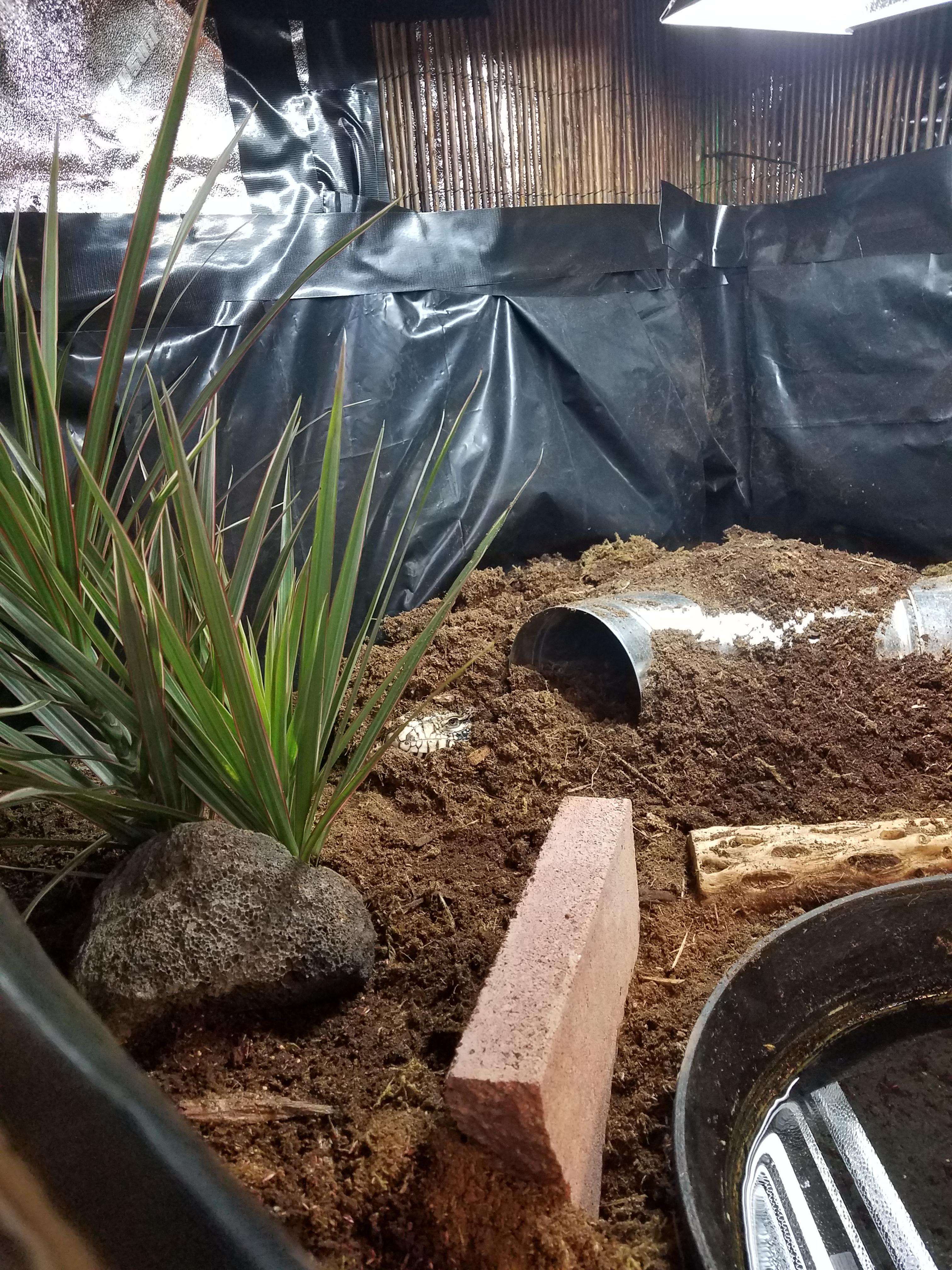 I think kiwi likes his new grow tent enclosure. r/Tegu