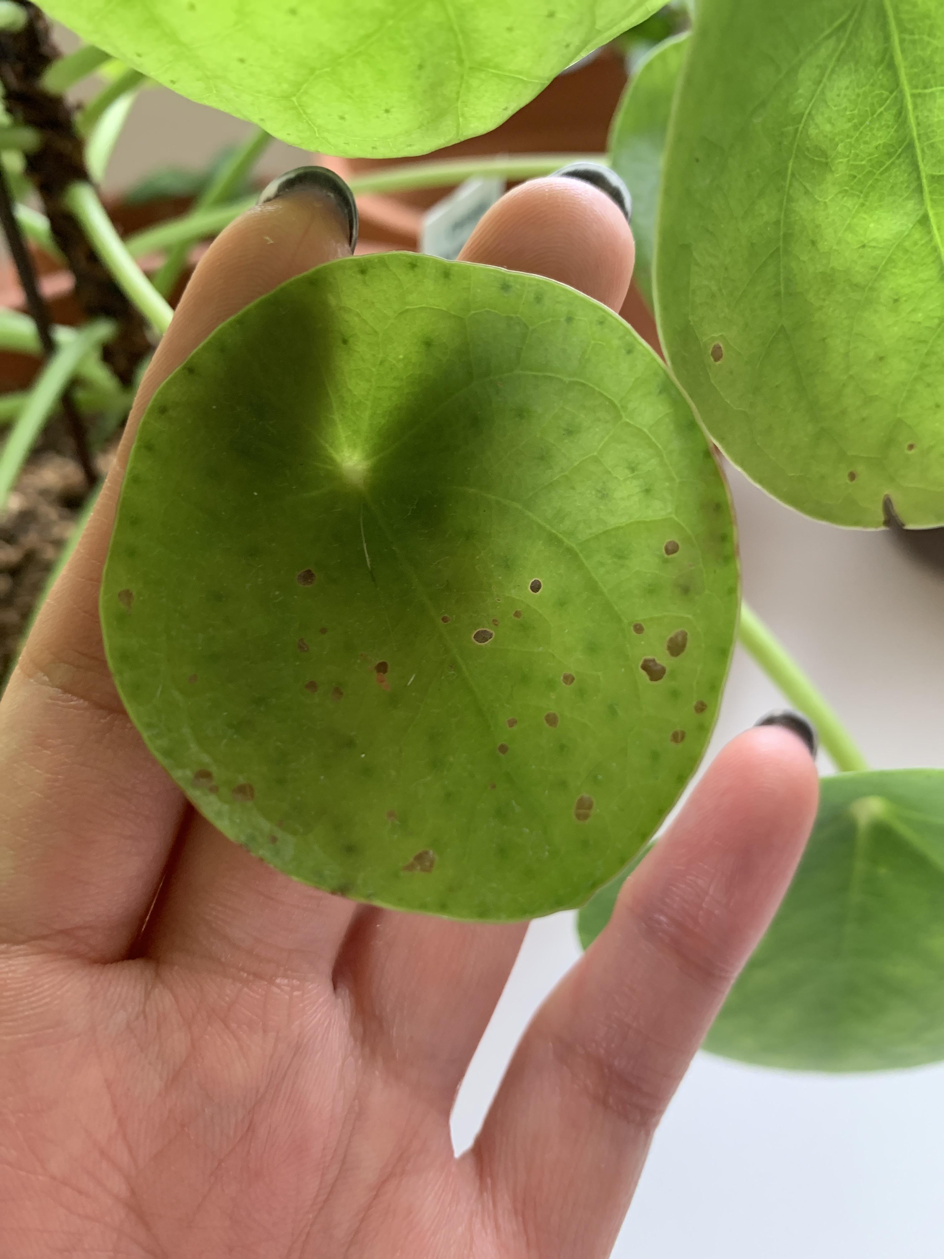 I noticed these small brown spots appear on the leaves, some worse than