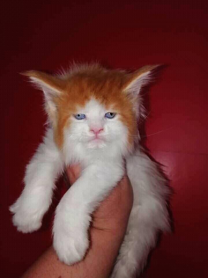 This EdSheeran lookalike Cat r/aww