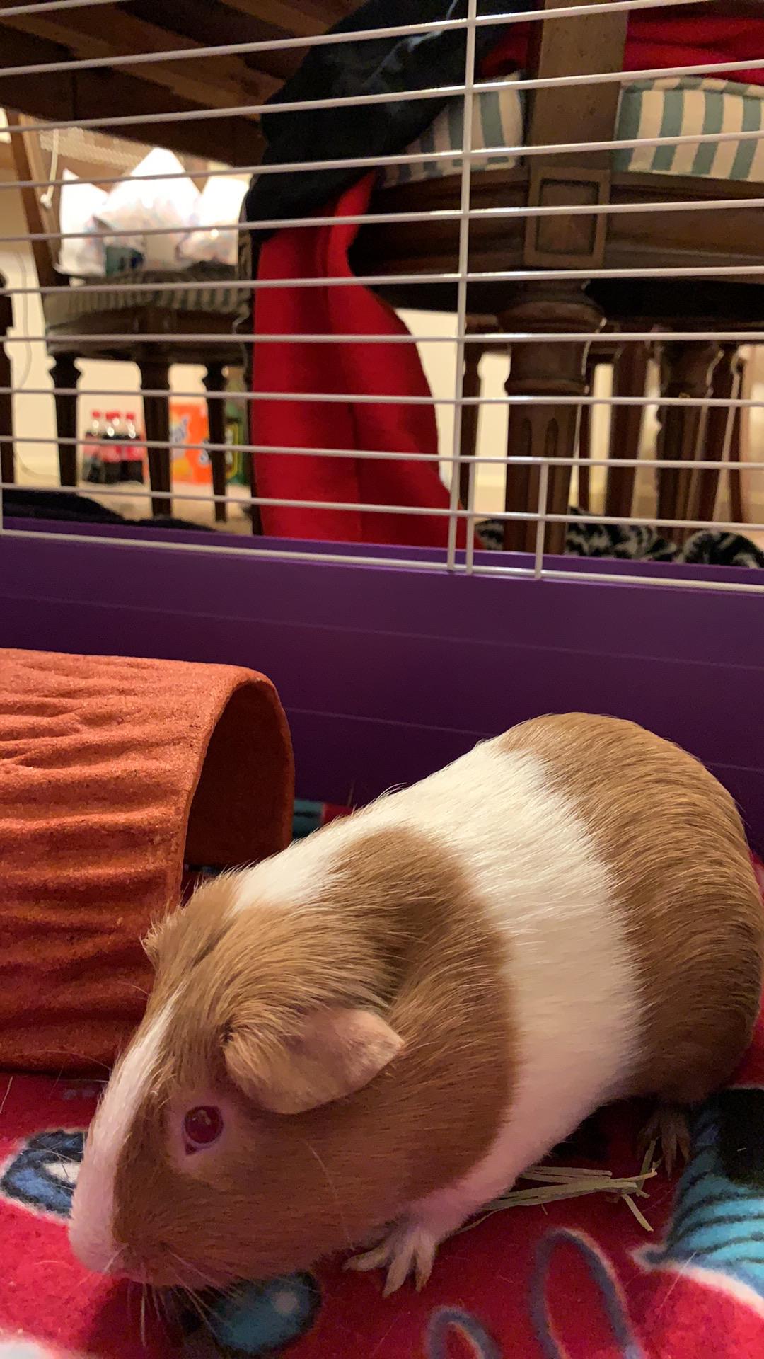 Meet Pecan! I’m a firsttime guinea pig dad and would really appreciate