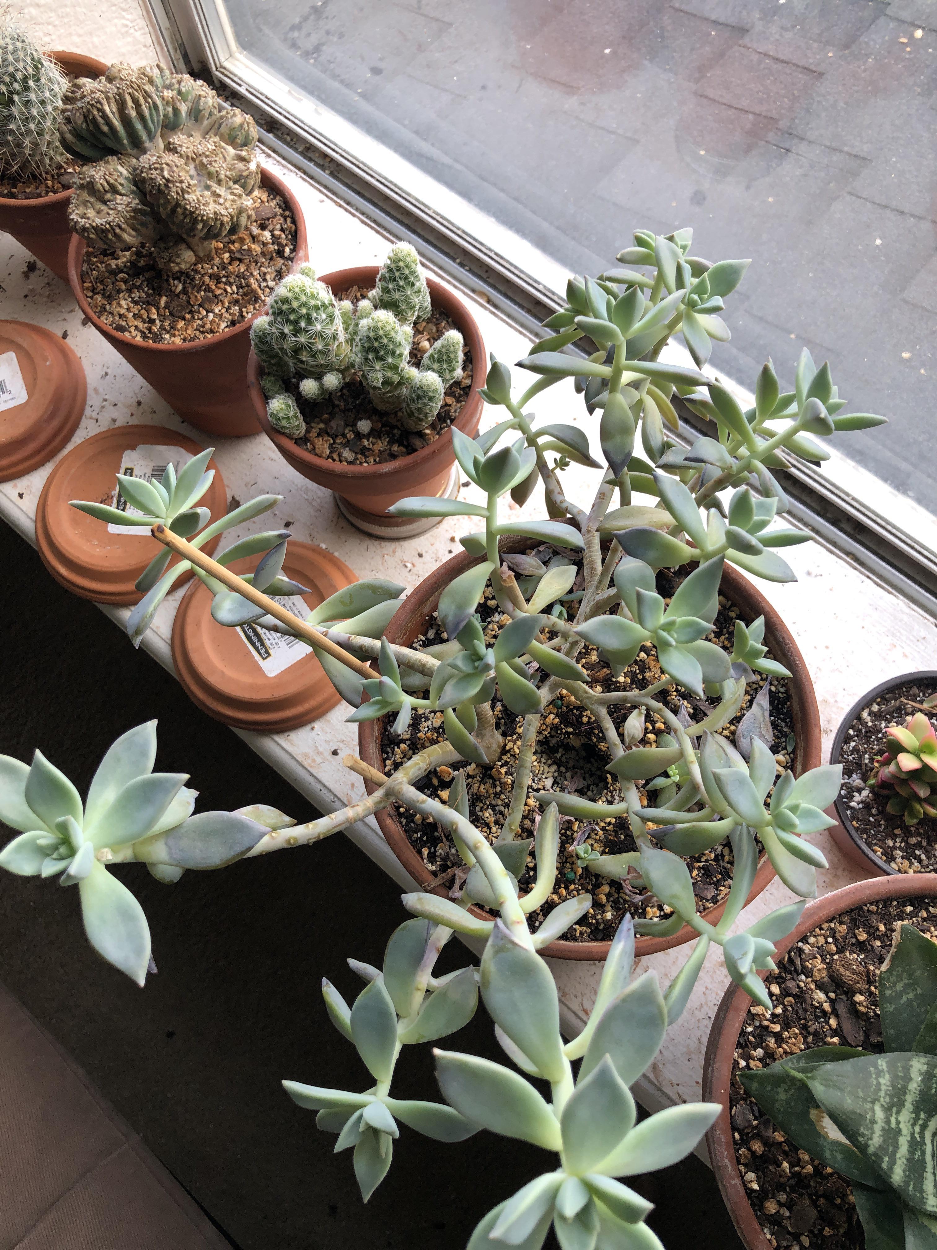 The crested ghost plant is quickly the most bizarre plant I’ve