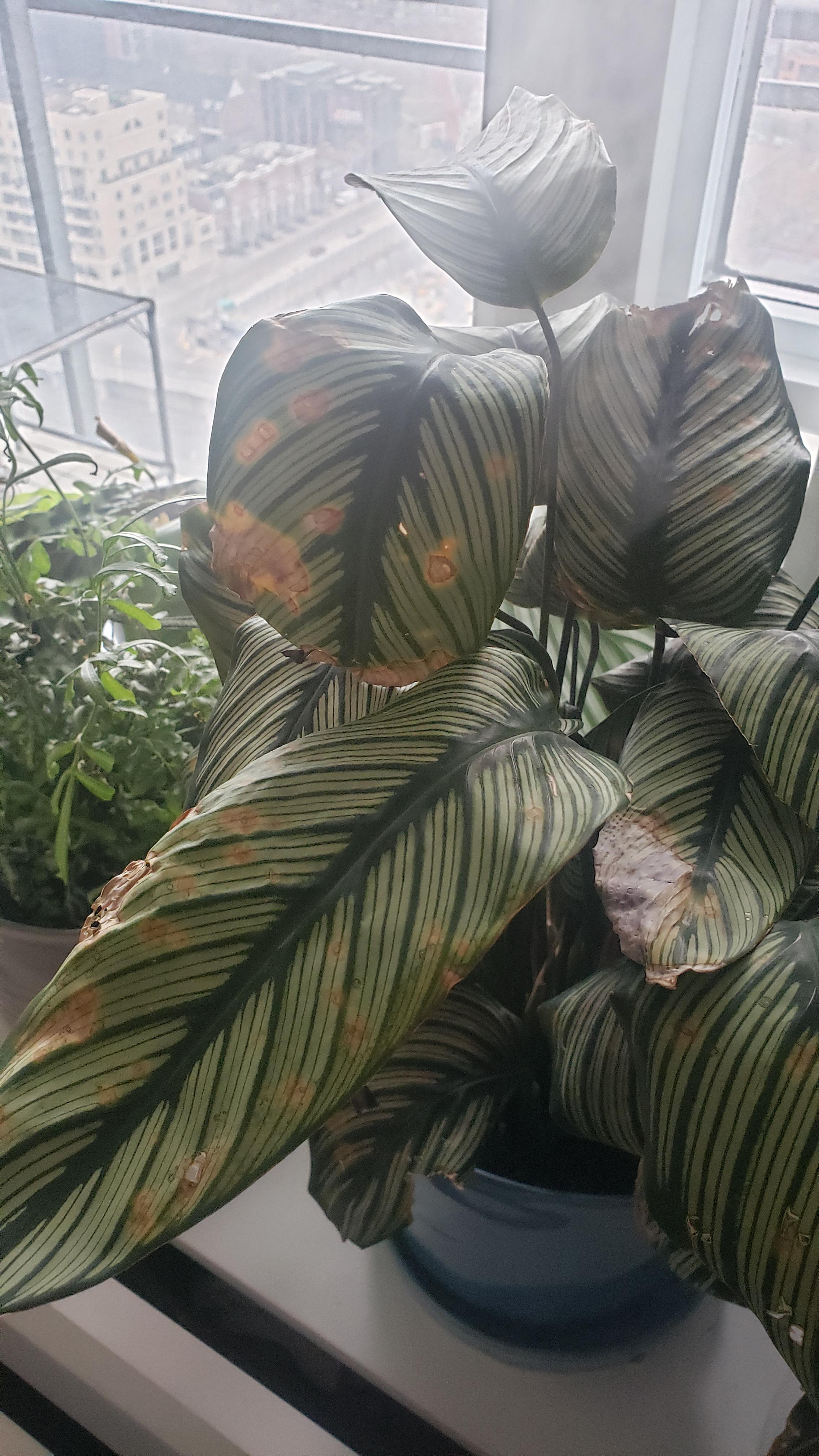 Are these calathea leaves goners? Should I trim the brown bits off the leaves, cut the whole