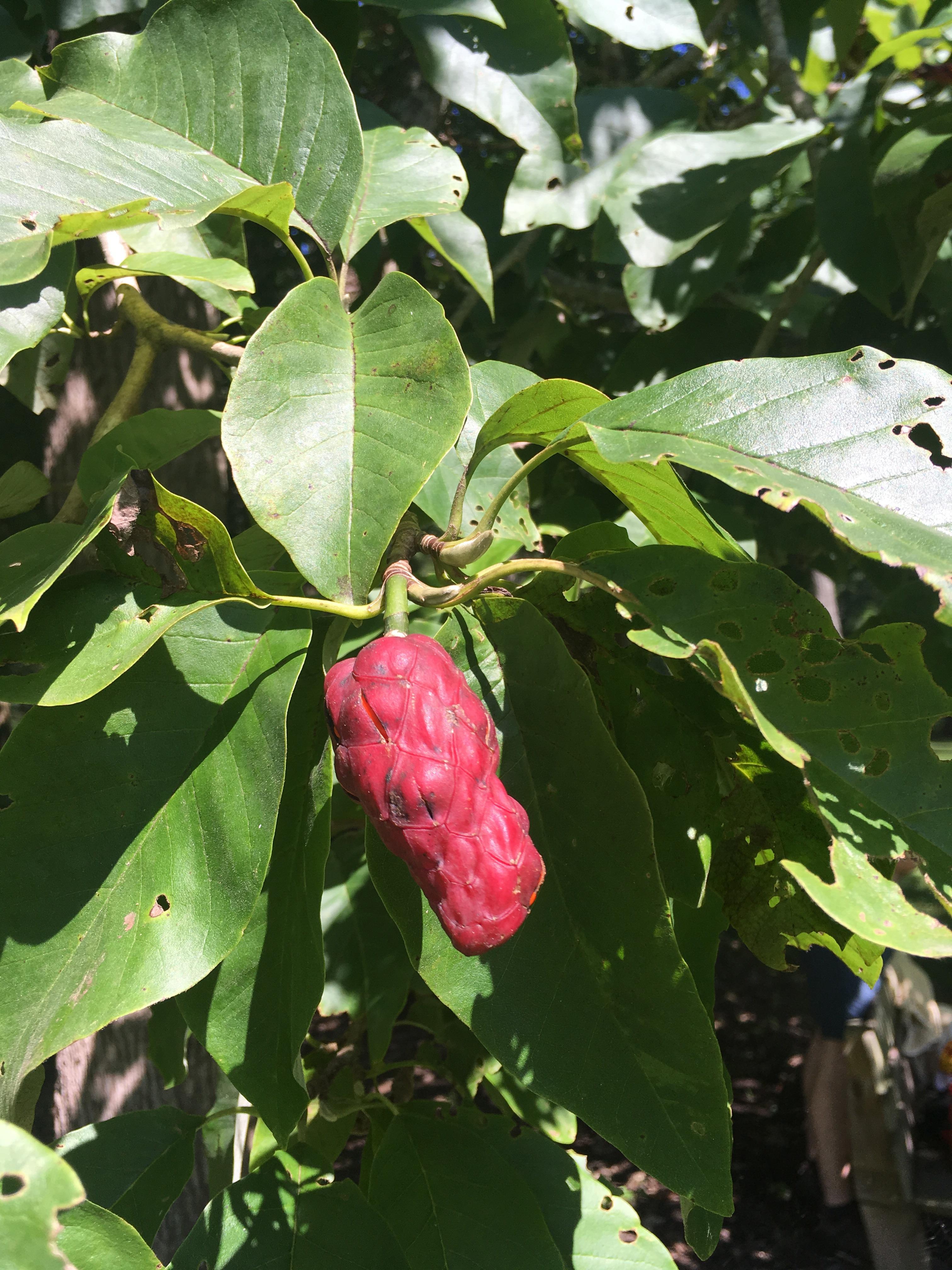 Tree ID? Inside the 3 inch long pods are bright orange 1/4 inch beans
