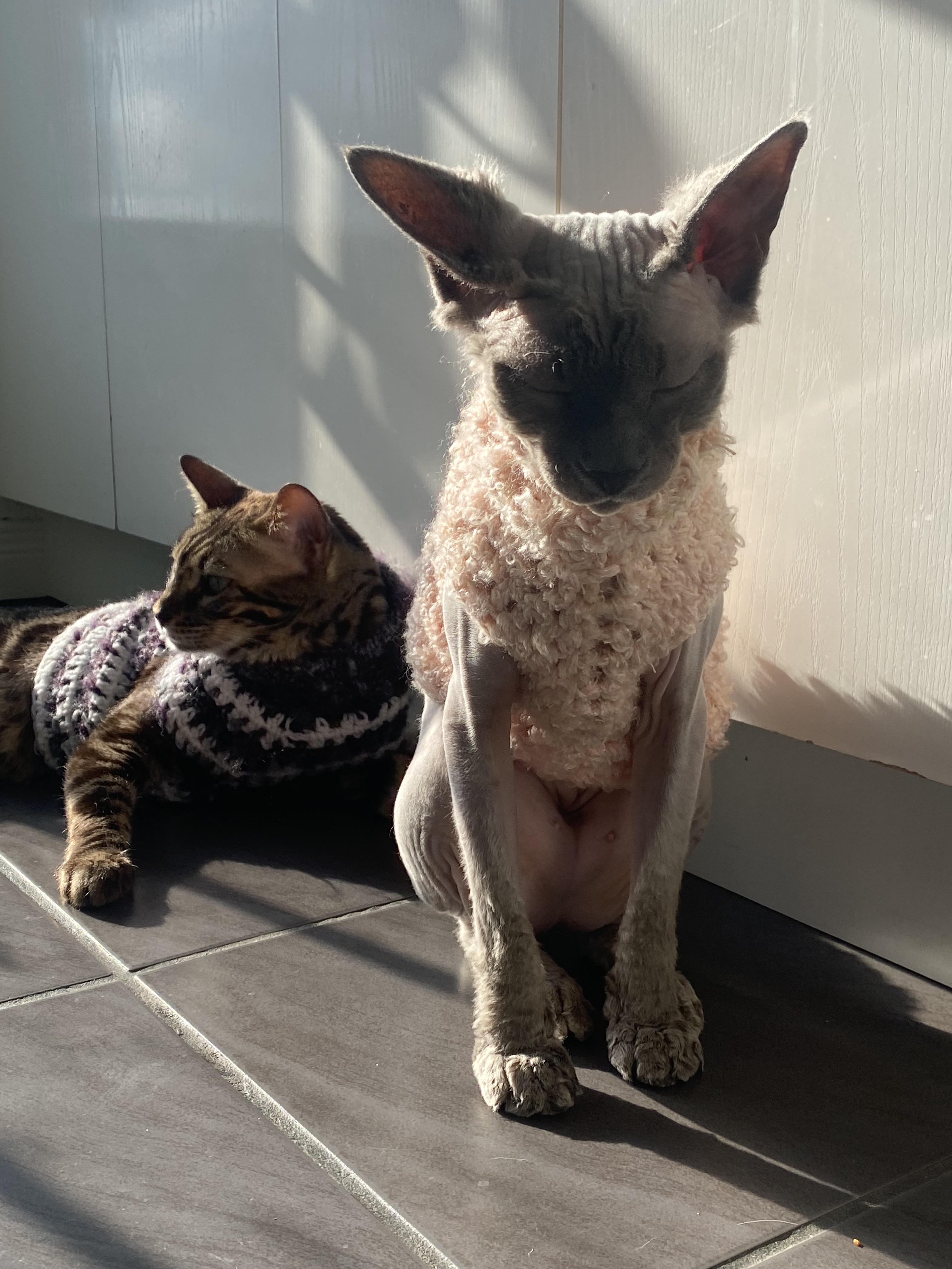 Sleeping sitting up r/sphynx